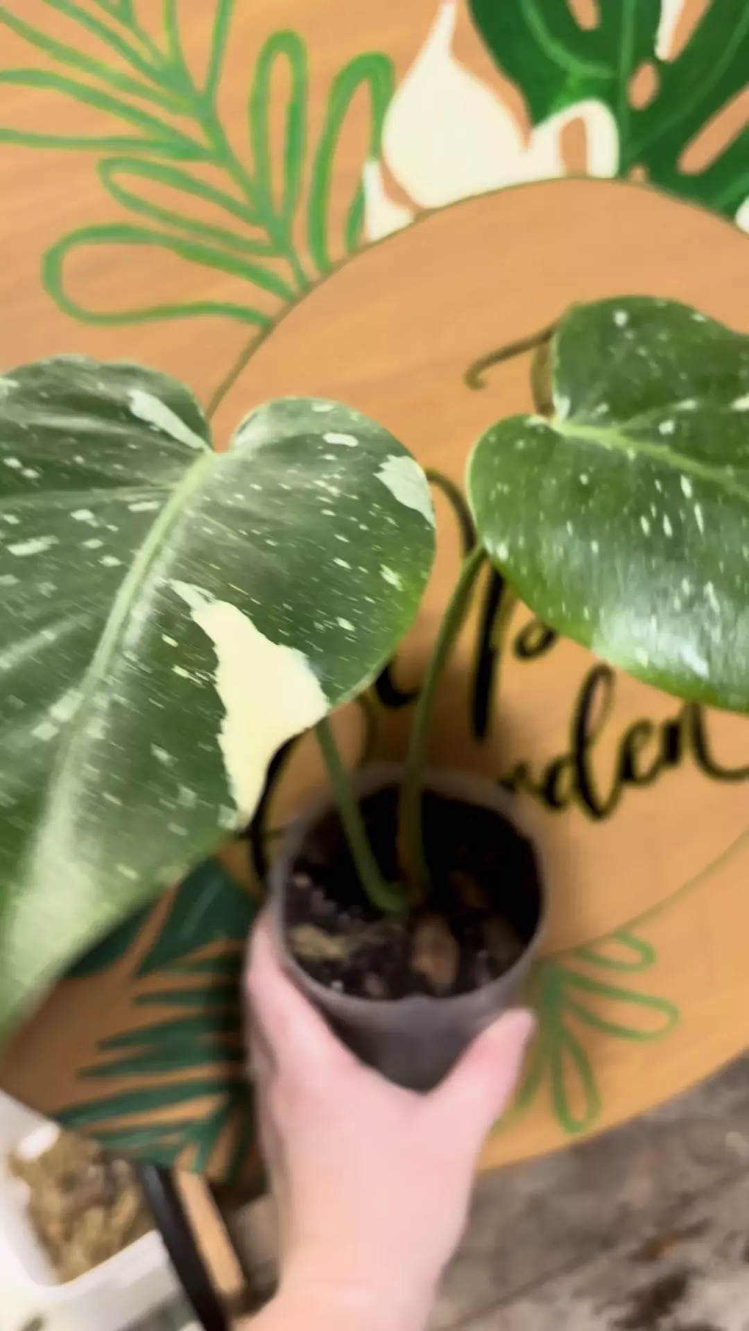 plant/Monstera Thai-1