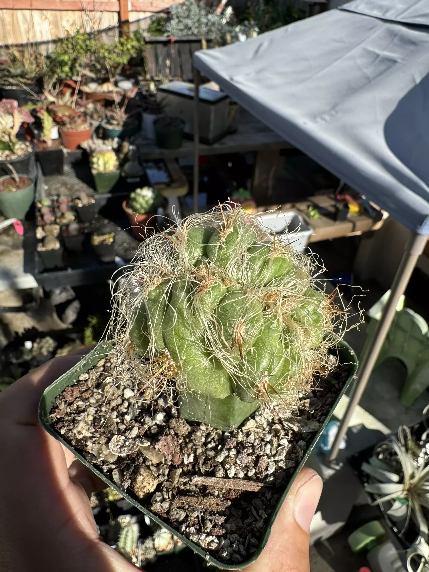plant/Crested Oreocereus on graft-0