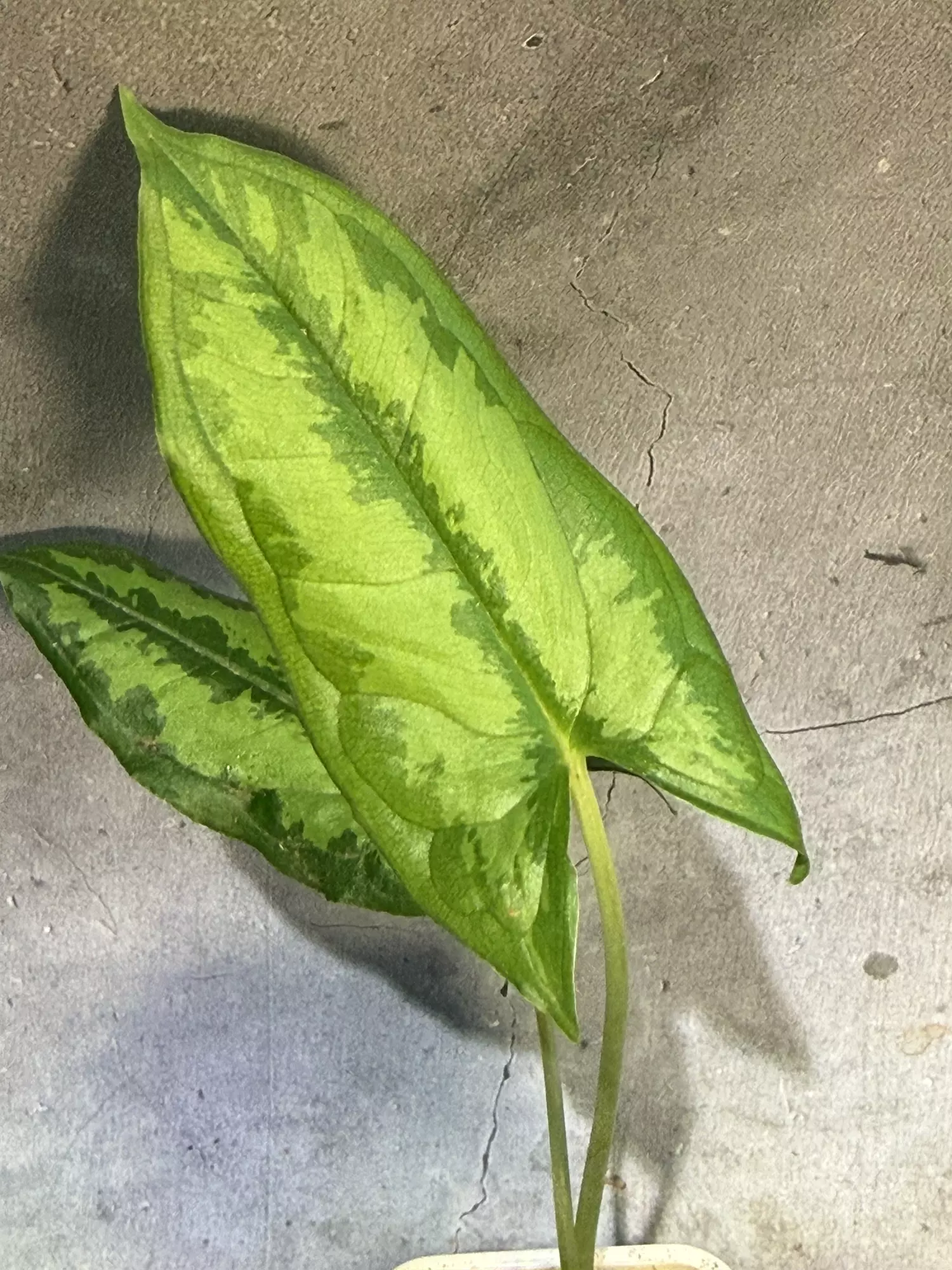 plant/Hapaline celatrix terrarium plant-0
