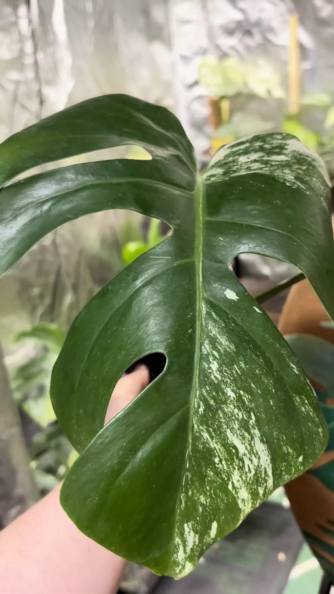 plant/Monstera albo-1
