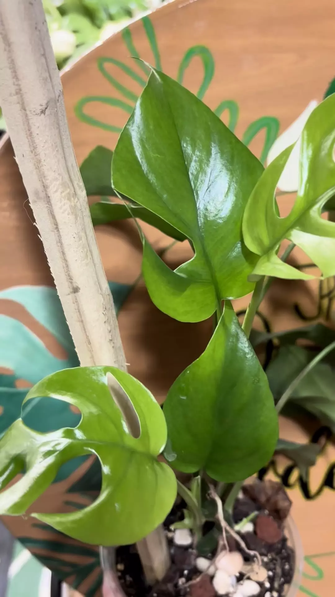 plant/Monstera Ginny-1