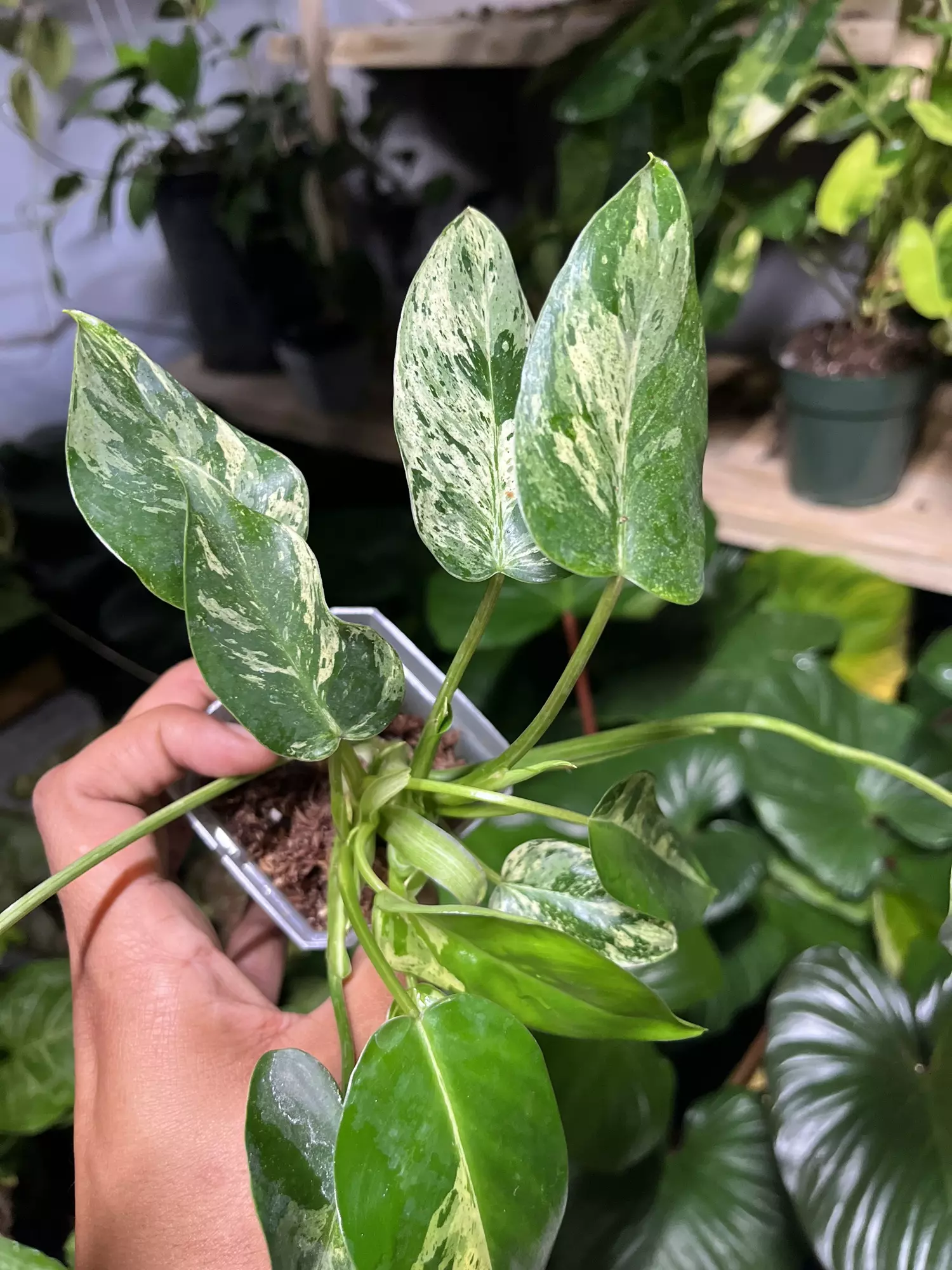 plant/Philodendron Emerald King cutting-0