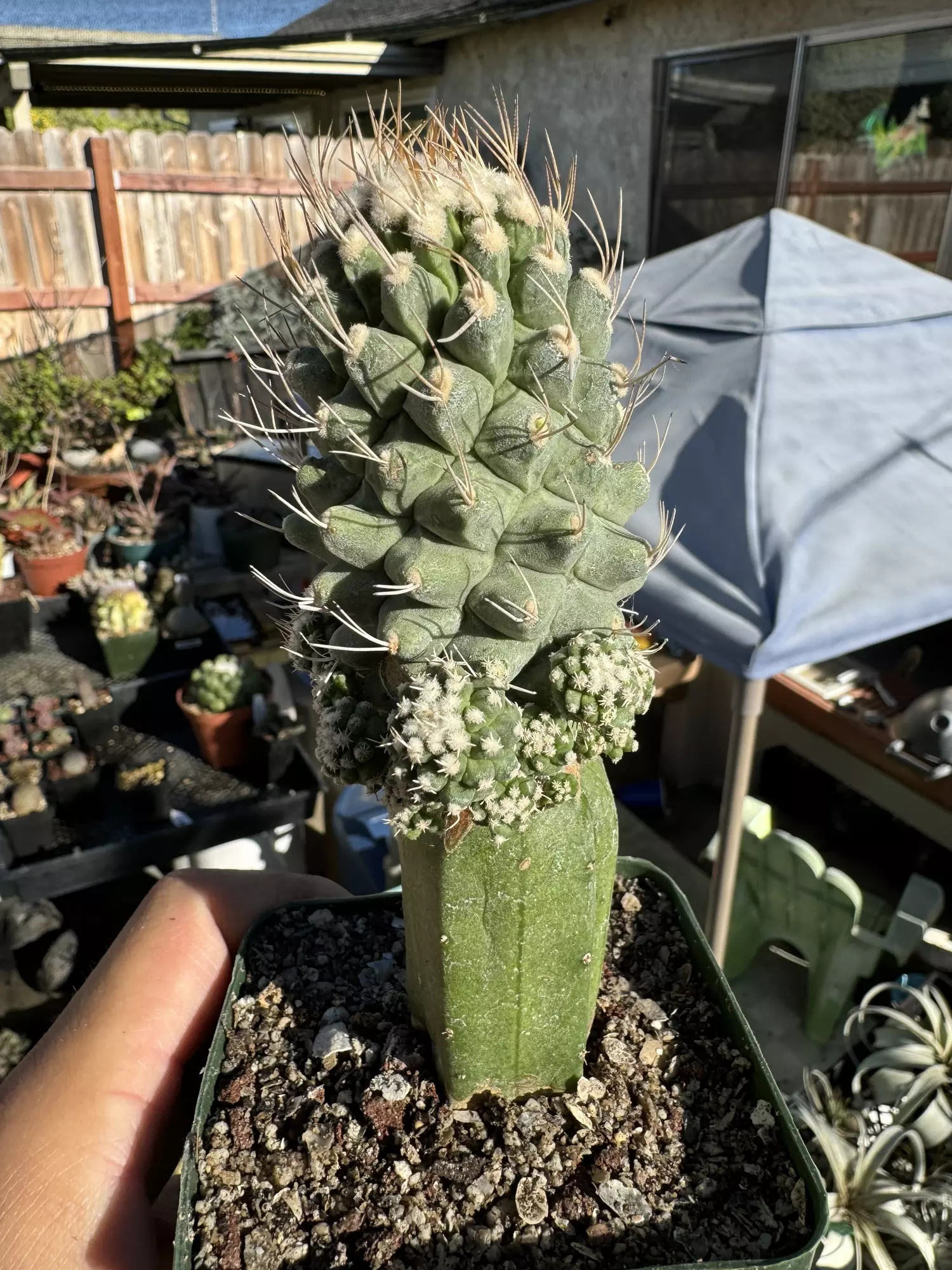 plant/Huge! Monstrose Strombocactus on graft-2