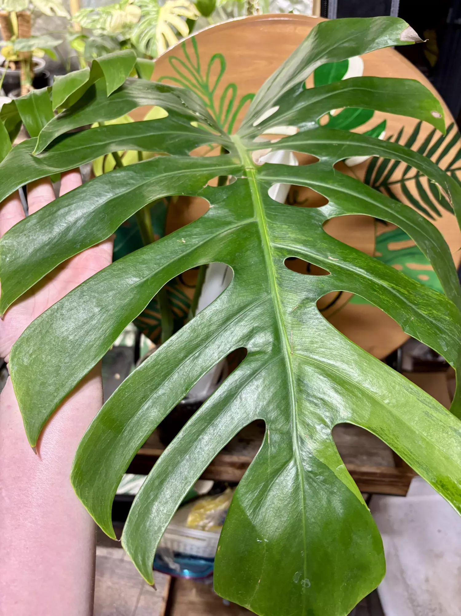 plant/Monstera sport LARGE-0