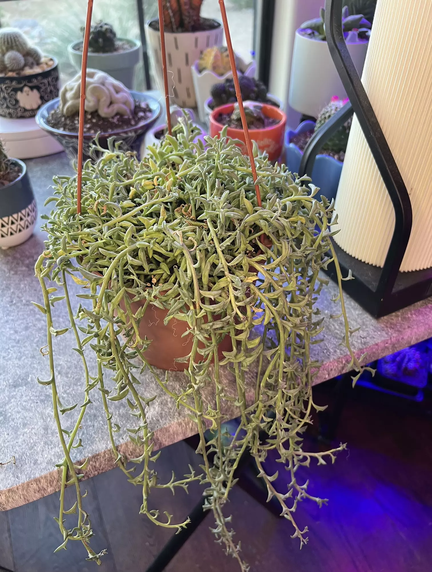 plant/String of Dolphins - 6”-0
