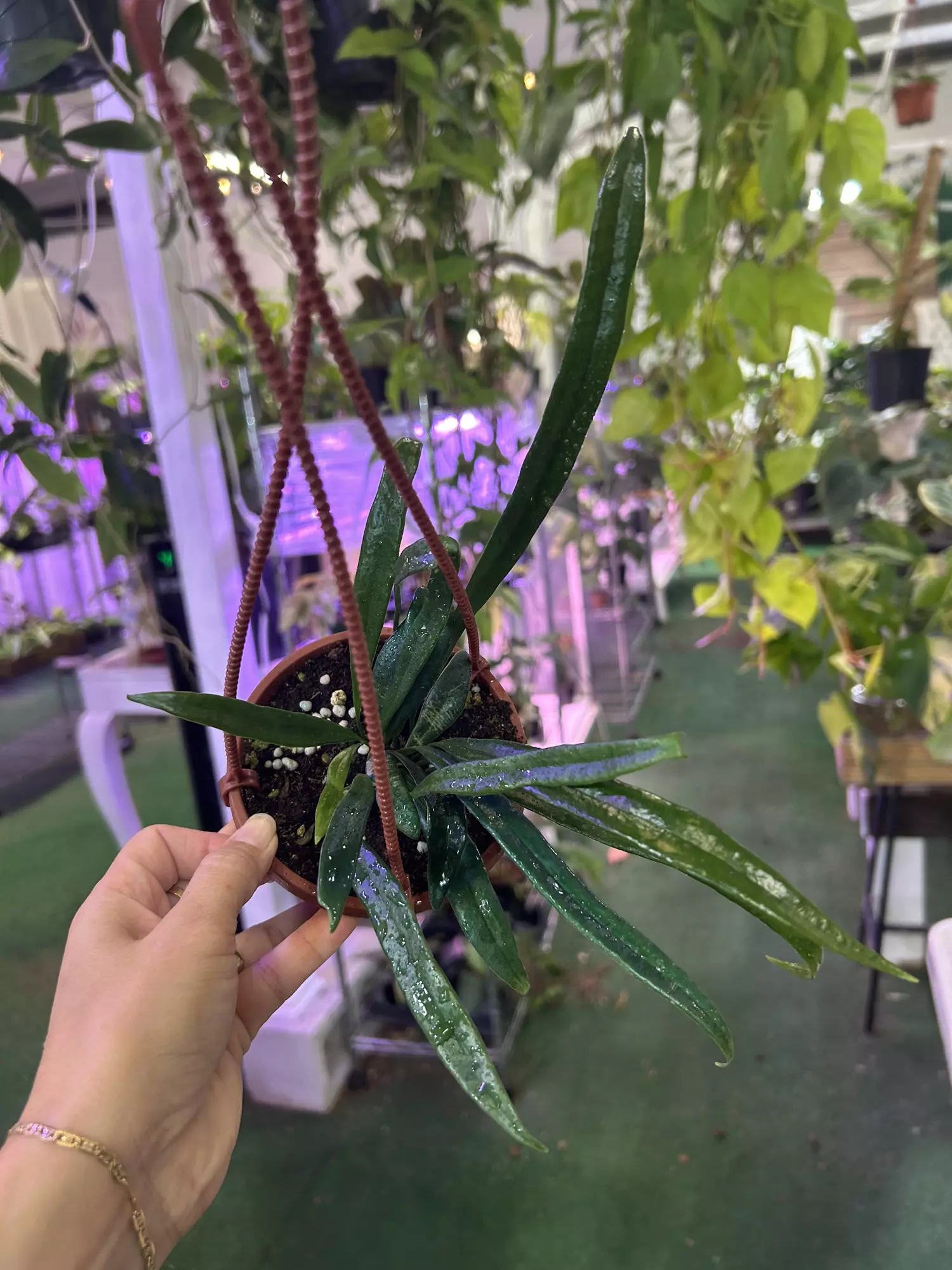 plant/Blue oil fern 4”-0