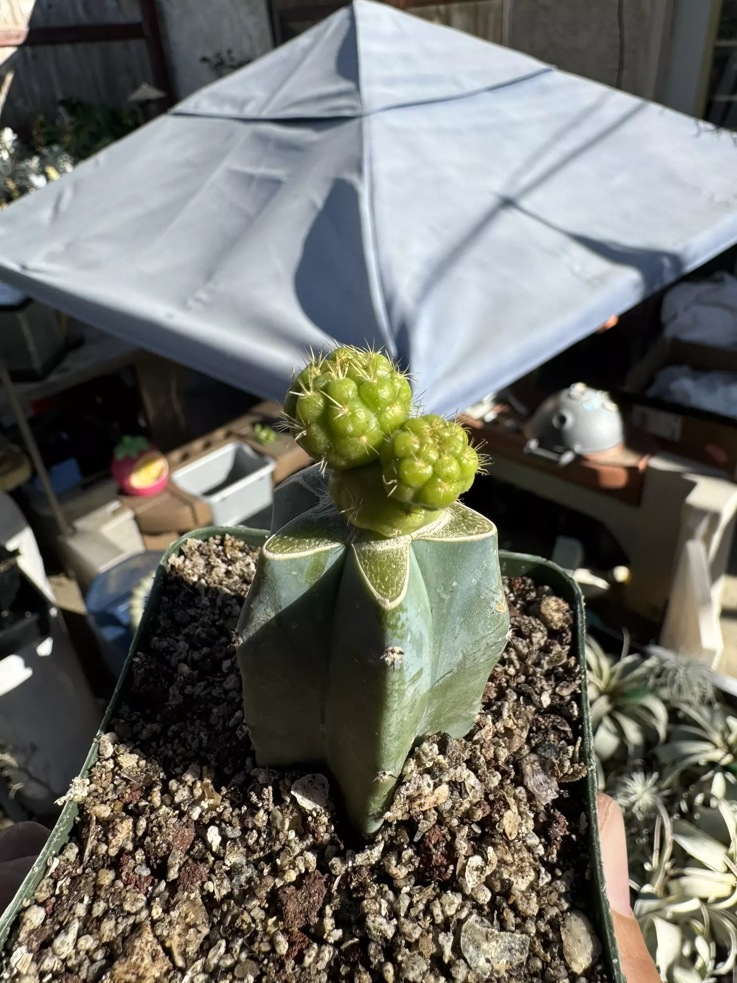 plant/Hulk Balls on graft-1