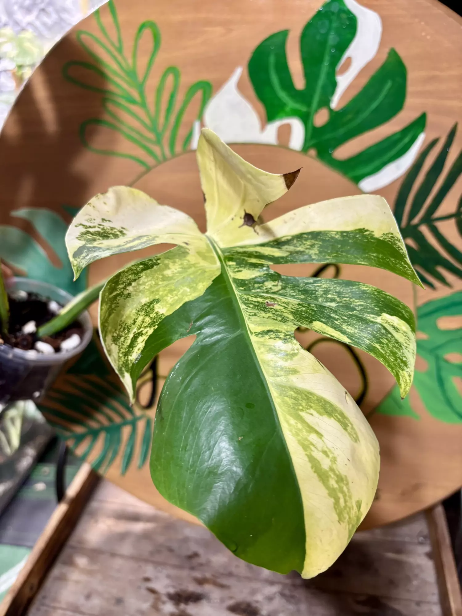 plant/Monstera aurea / poping baby-0