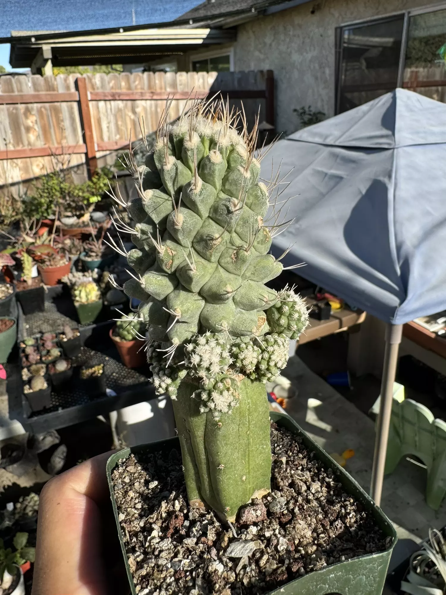 plant/Huge! Monstrose Strombocactus on graft-0