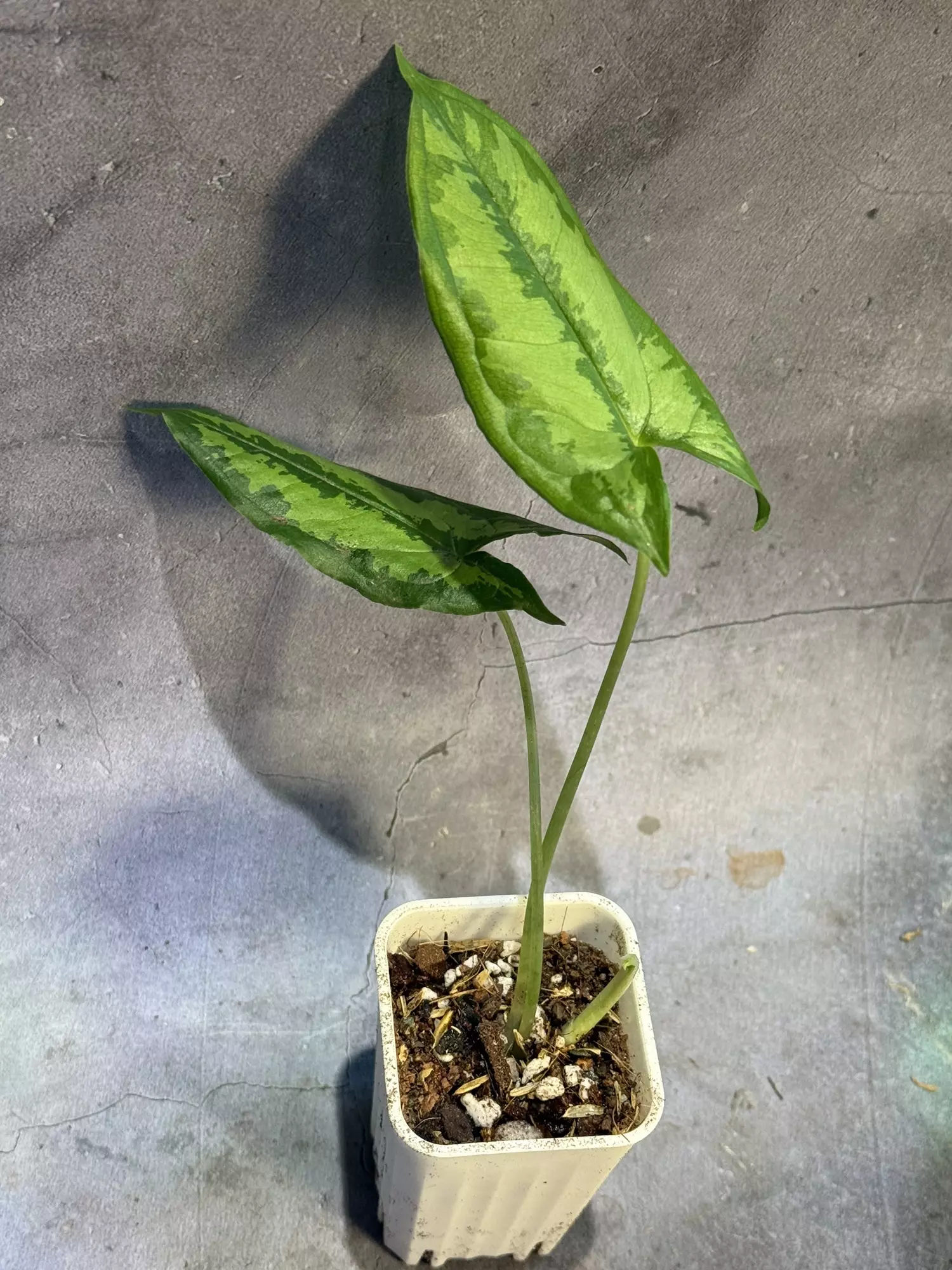 plant/Hapaline celatrix terrarium plant-1