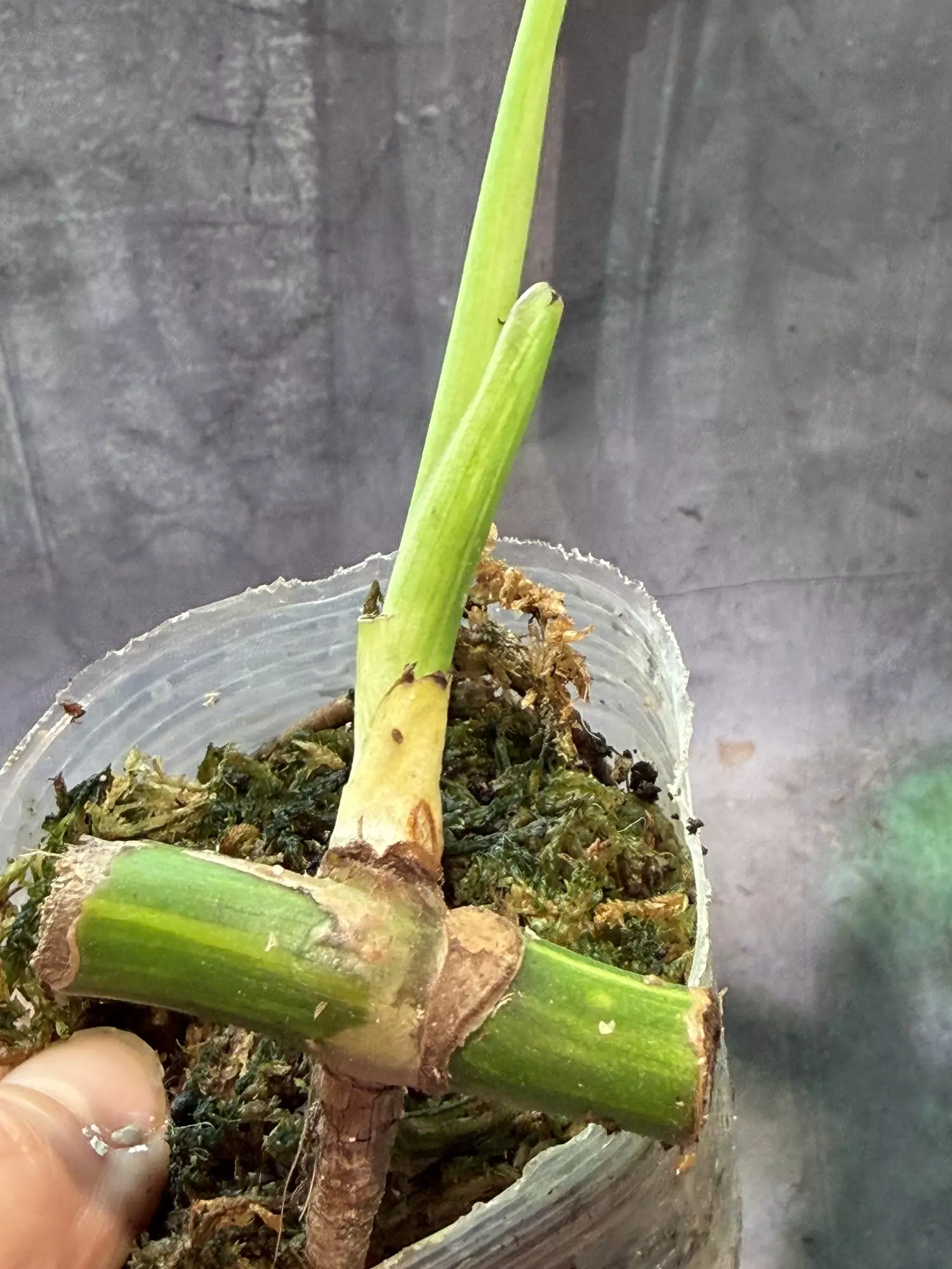 plant/Monstera Aurea borsigiana-1