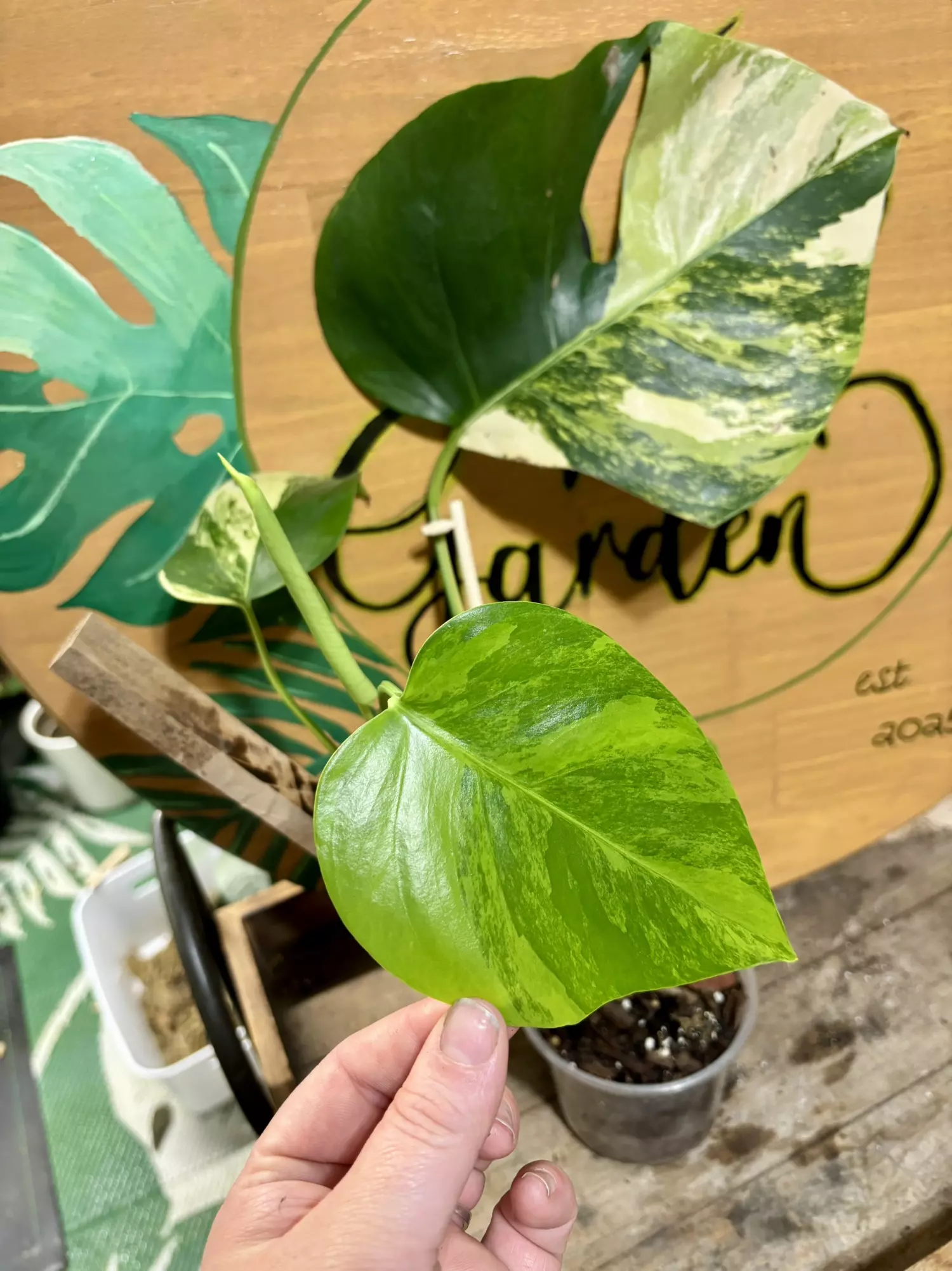 plant/Aurea monstera rooted-0