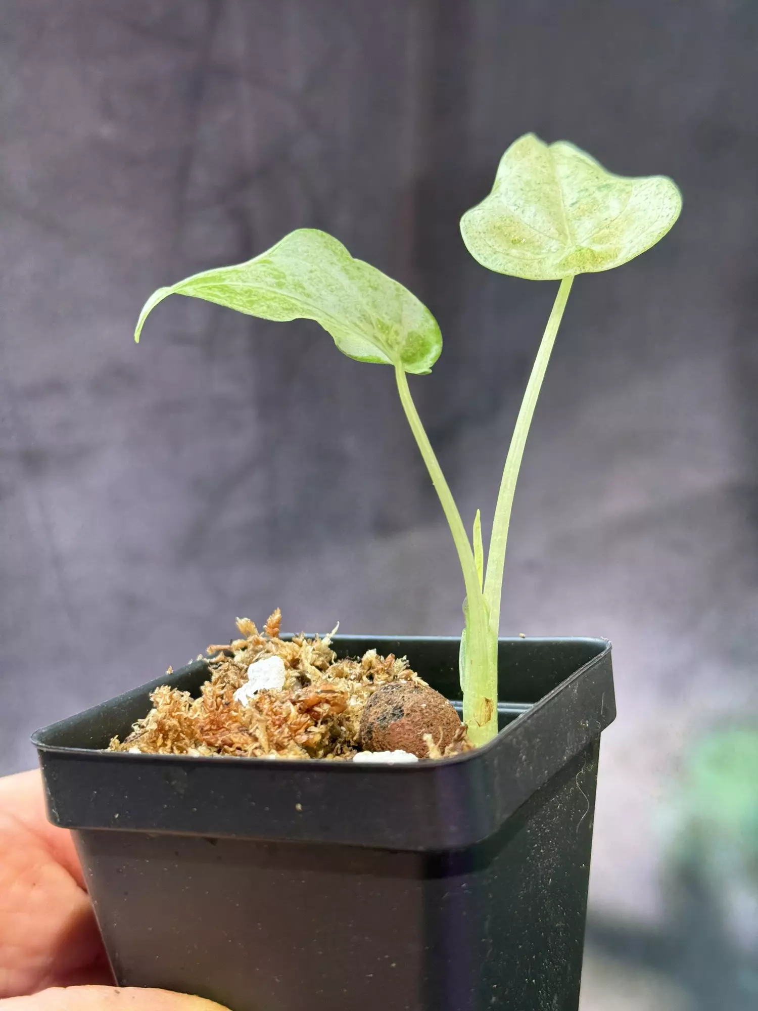 plant/Mint cucuata Alocasia-1
