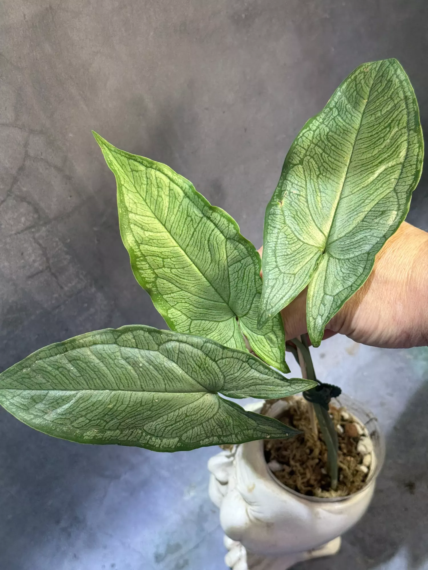 plant/Hapaline appendiculata terrarium plant-1