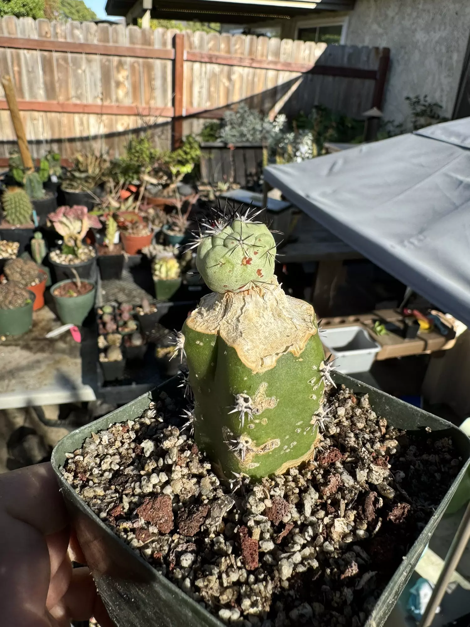 plant/Ortegocactus on Harrisia graft-2
