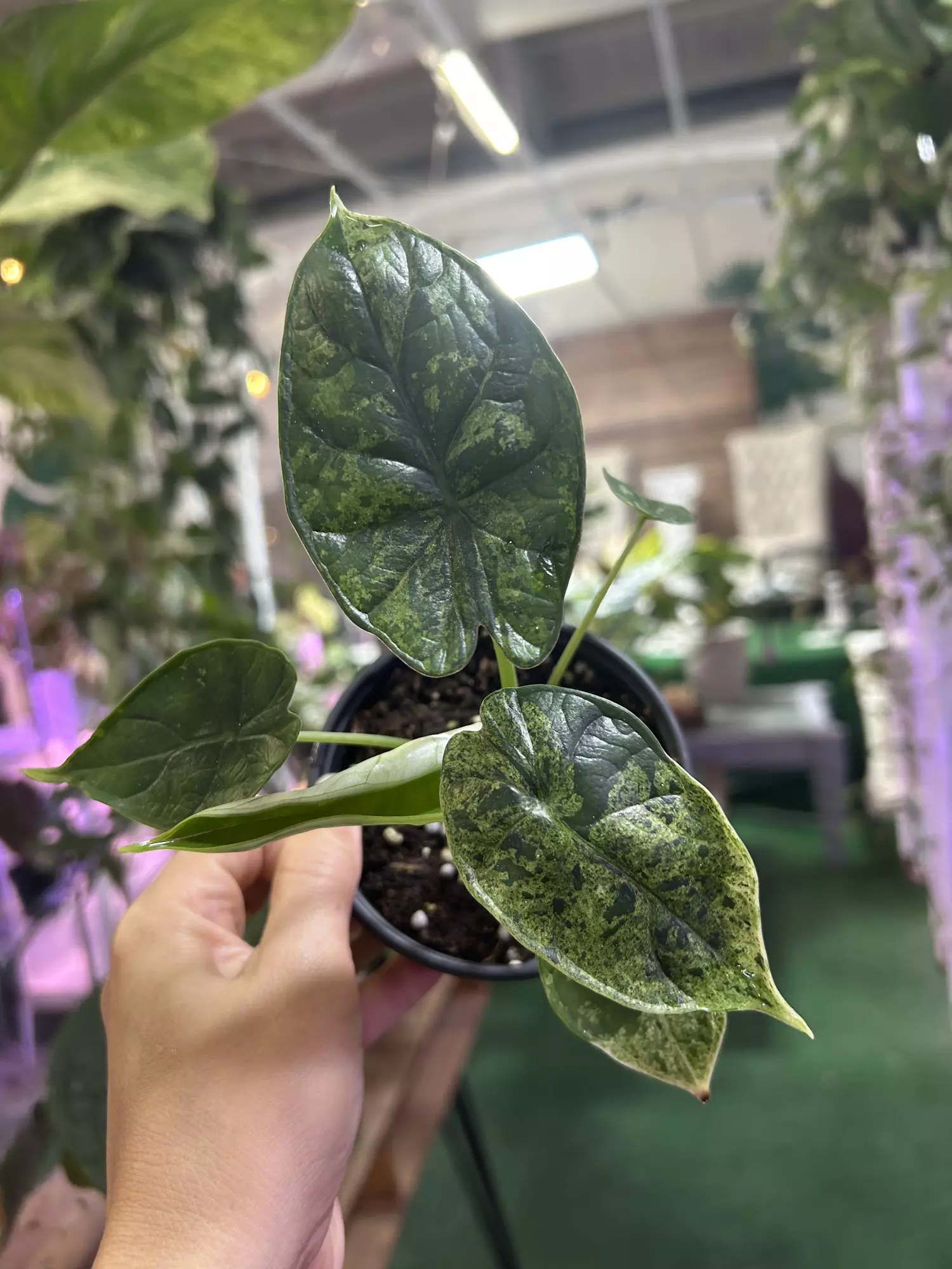 plant/Alocasia dragon mint 4”-0