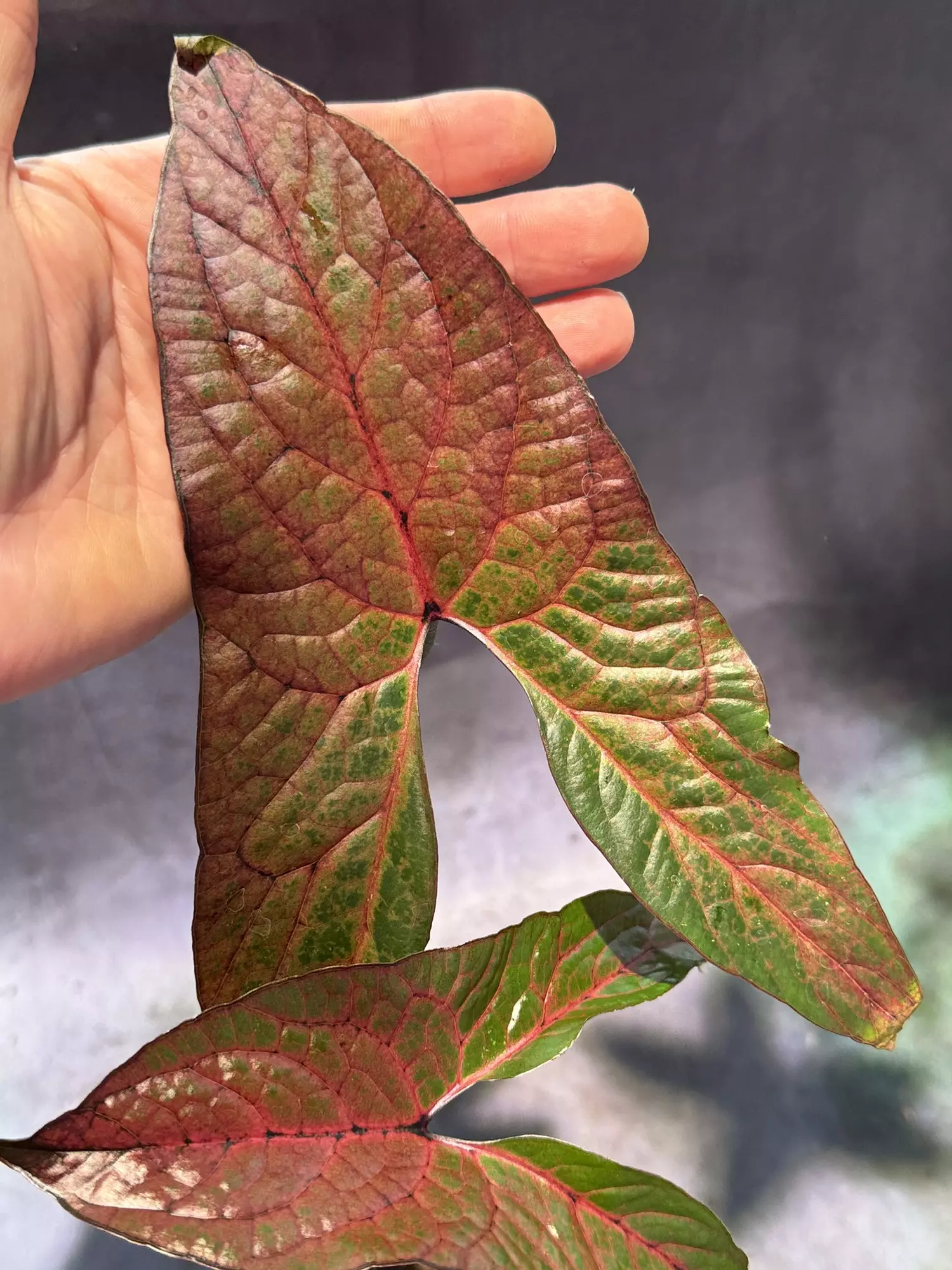 plant/🔥🔥🔥 cyrtosperma johnstonii BIG leaves-0