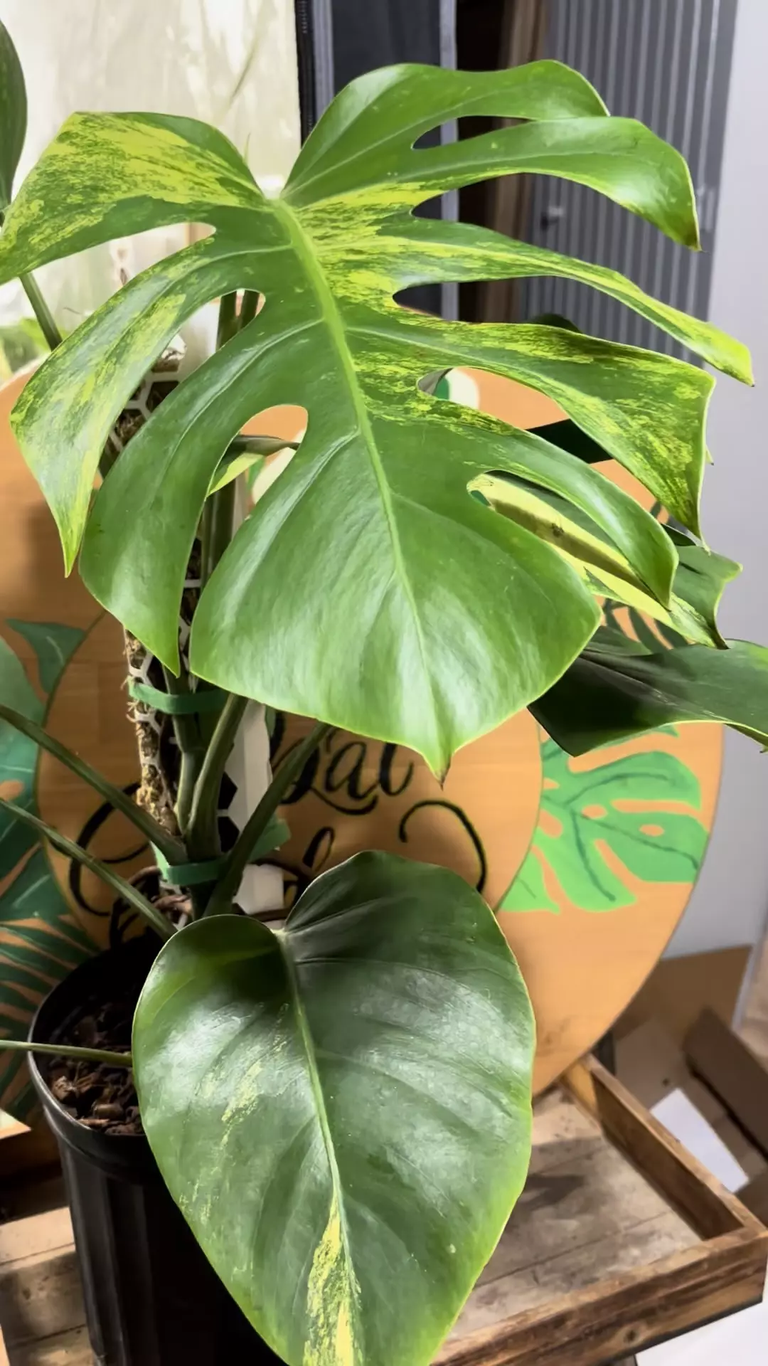 plant/LARGE MONSTERA AUREA-1
