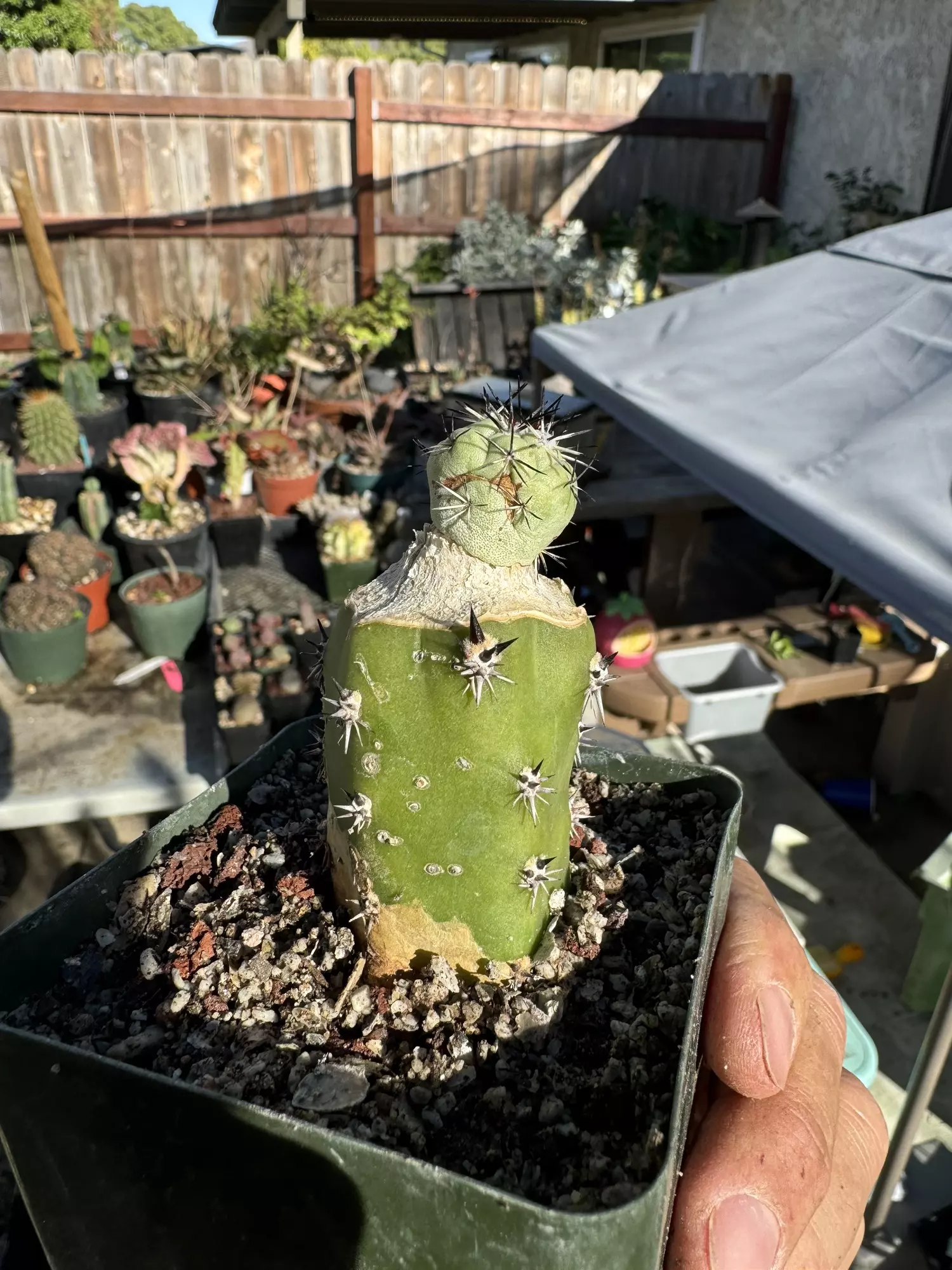 plant/Ortegocactus on Harrisia graft-1