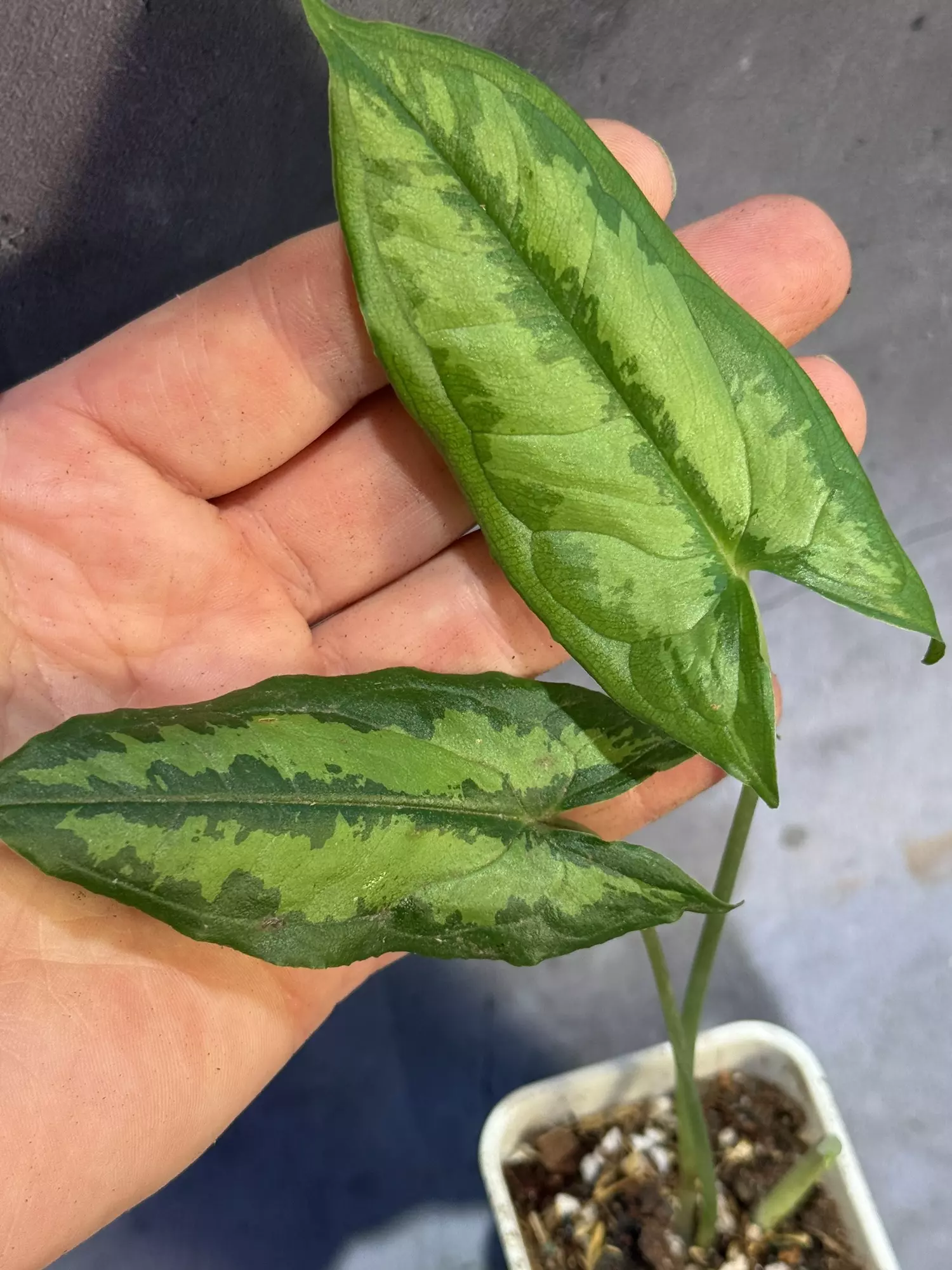 plant/Hapaline celatrix terrarium plant-2