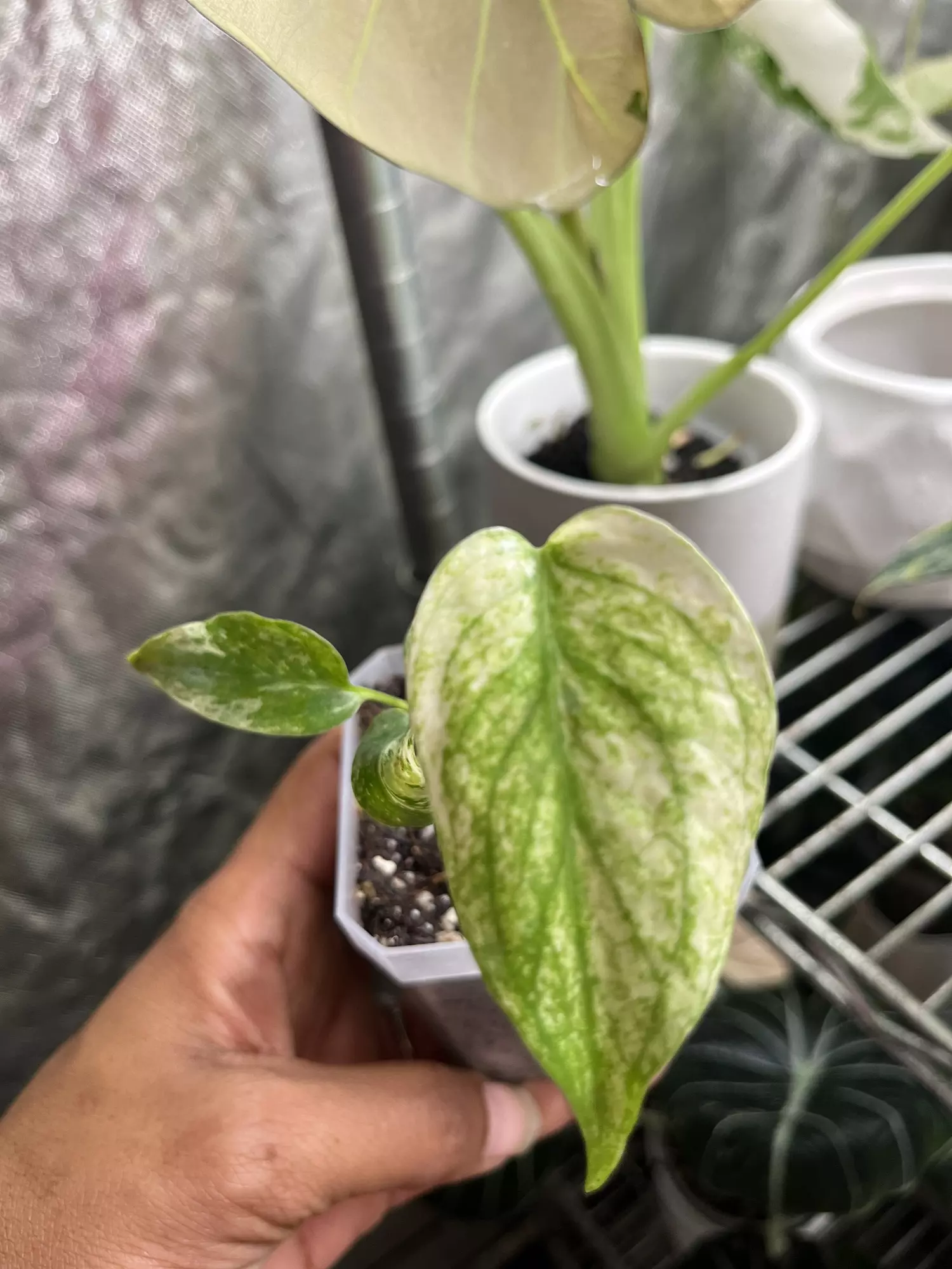 plant/Monstera Mint-0