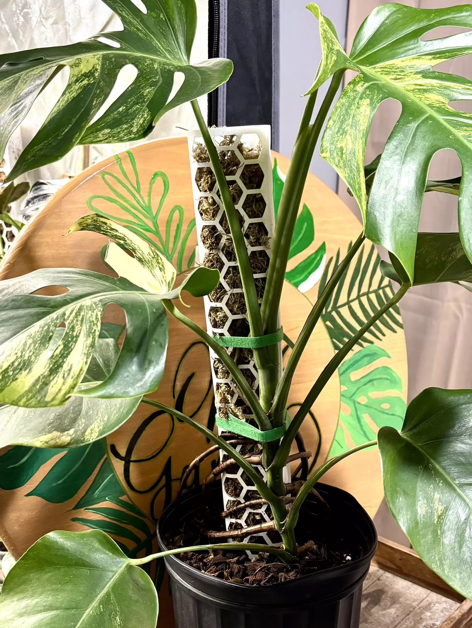 plant/LARGE MONSTERA AUREA-0