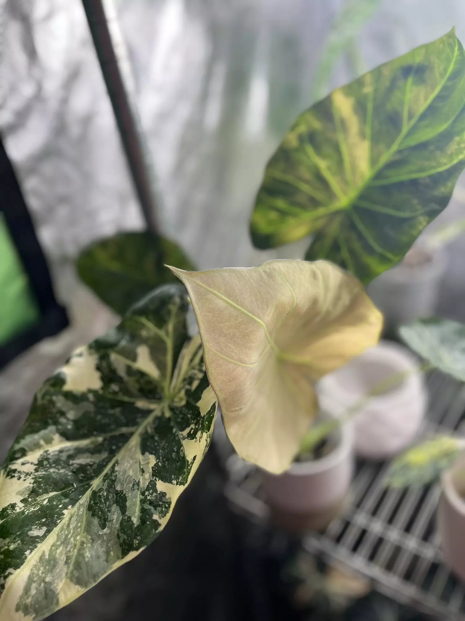 plant/Alocasia CORM only - Regal Shields Albo-0