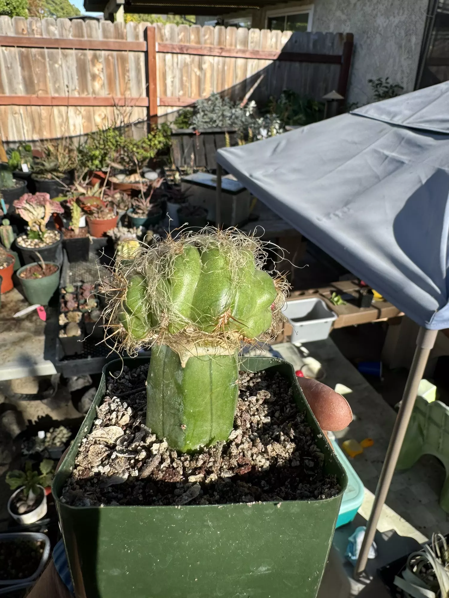 plant/Crested Oreocereus on graft-1