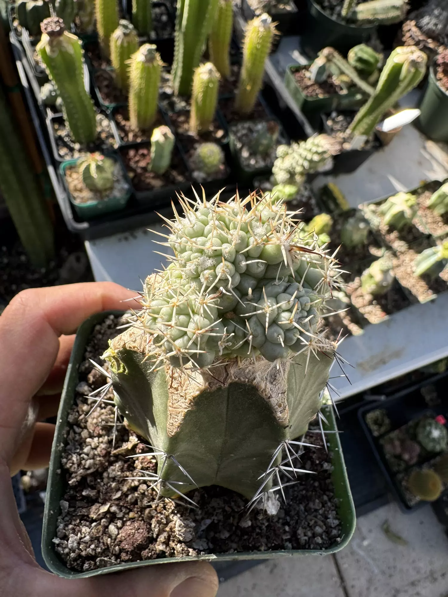 plant/Monstrose Clustering form Mammillaria Schumanii on graft-0