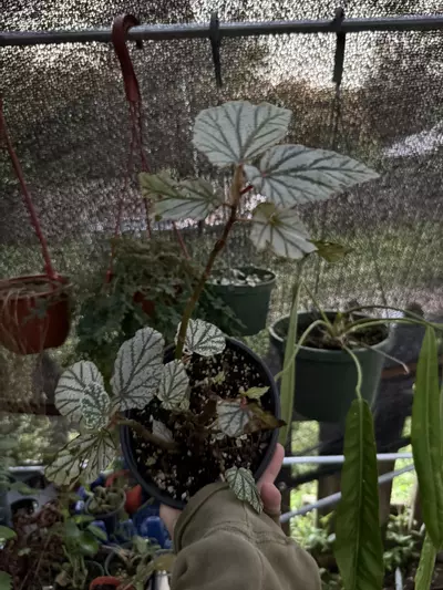 plant/Begonia Don miller 6”-0-thumbnail