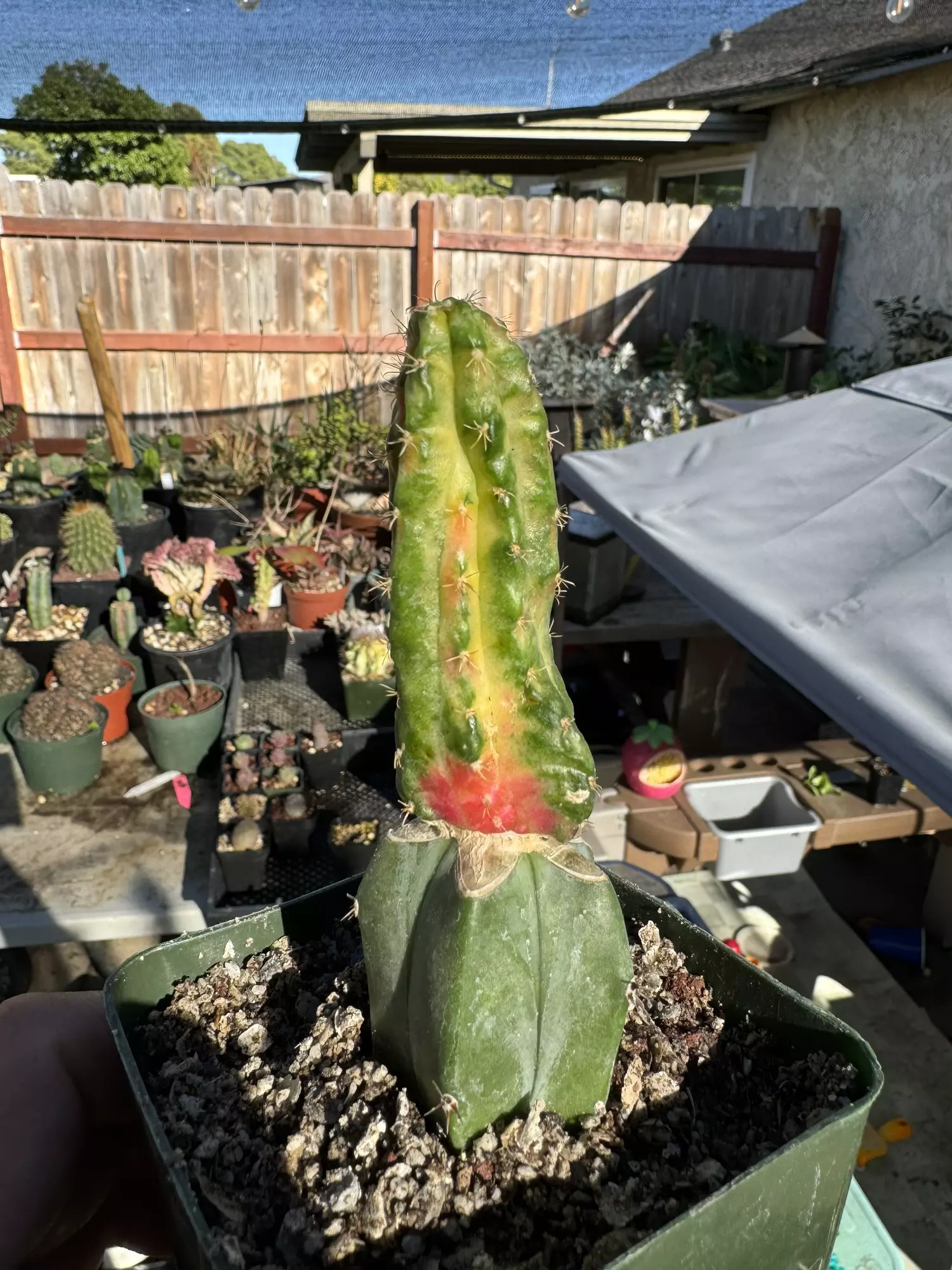 plant/Big Myrtillocalycium on graft-0