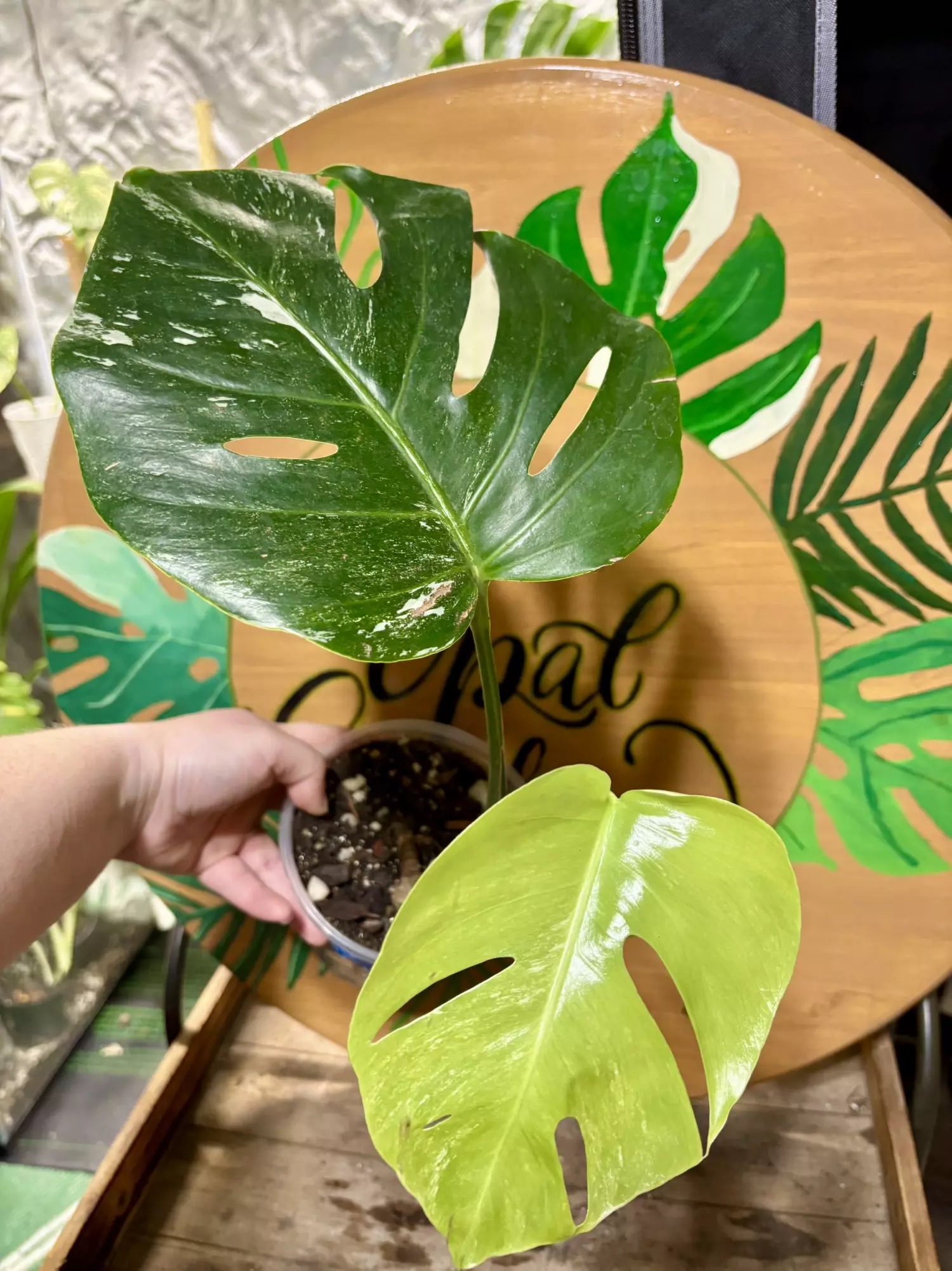 plant/Monstera albo-0