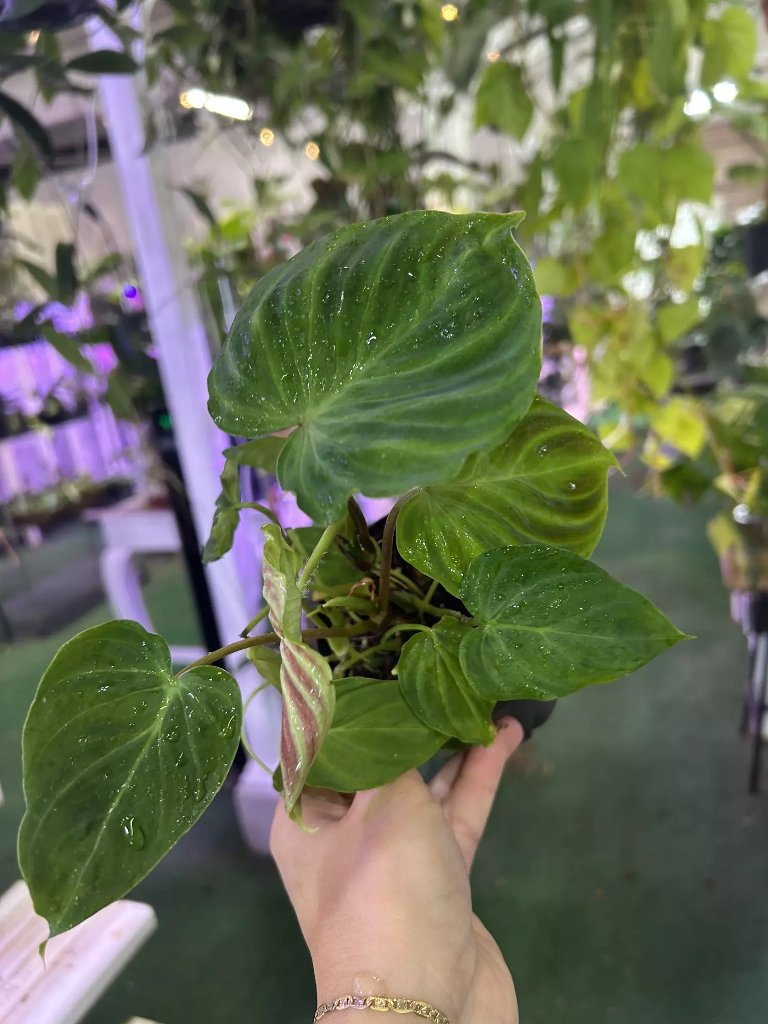plant/Philodendron verrucosum 3”-0