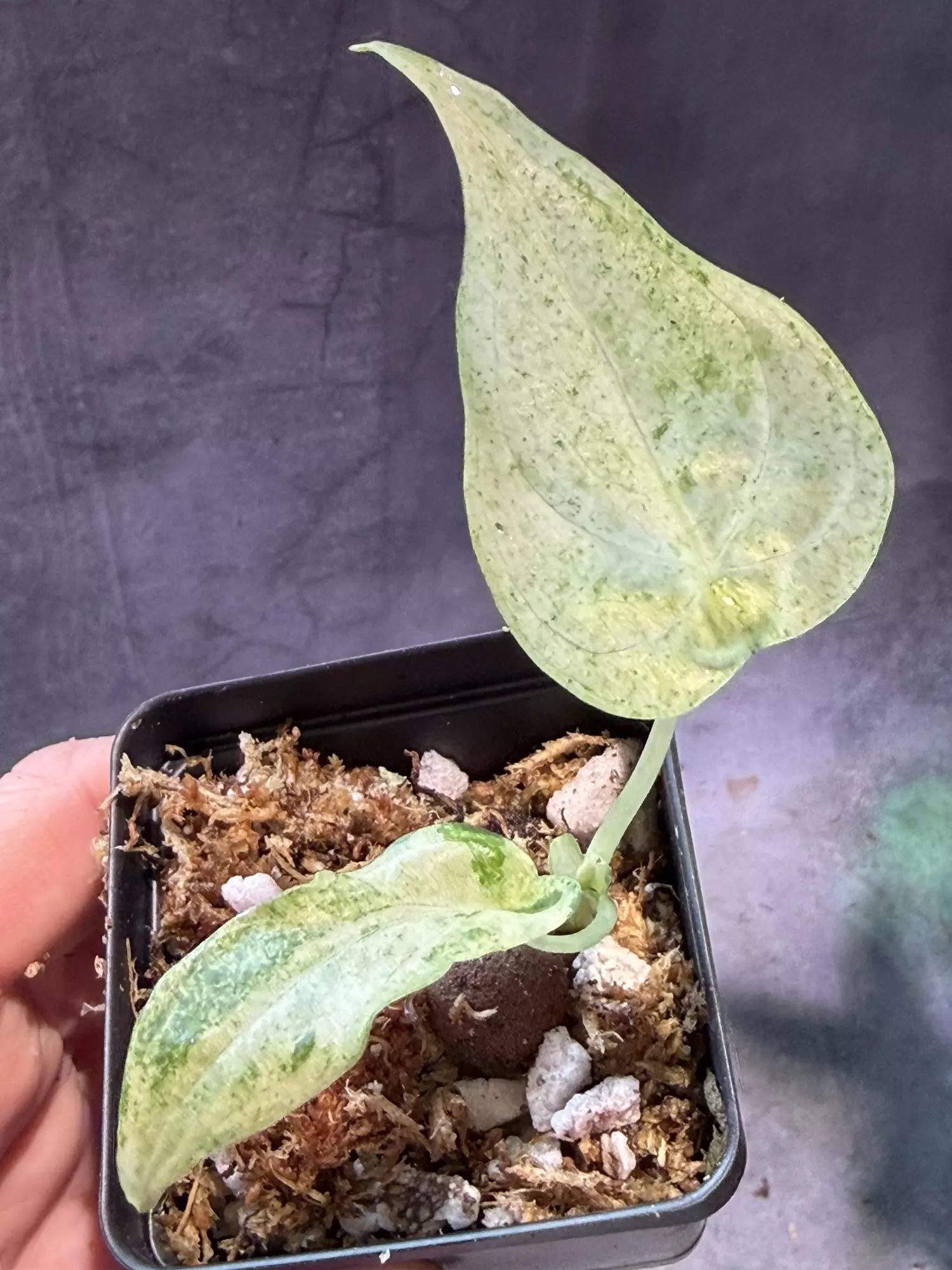 plant/Mint cucuata Alocasia-0