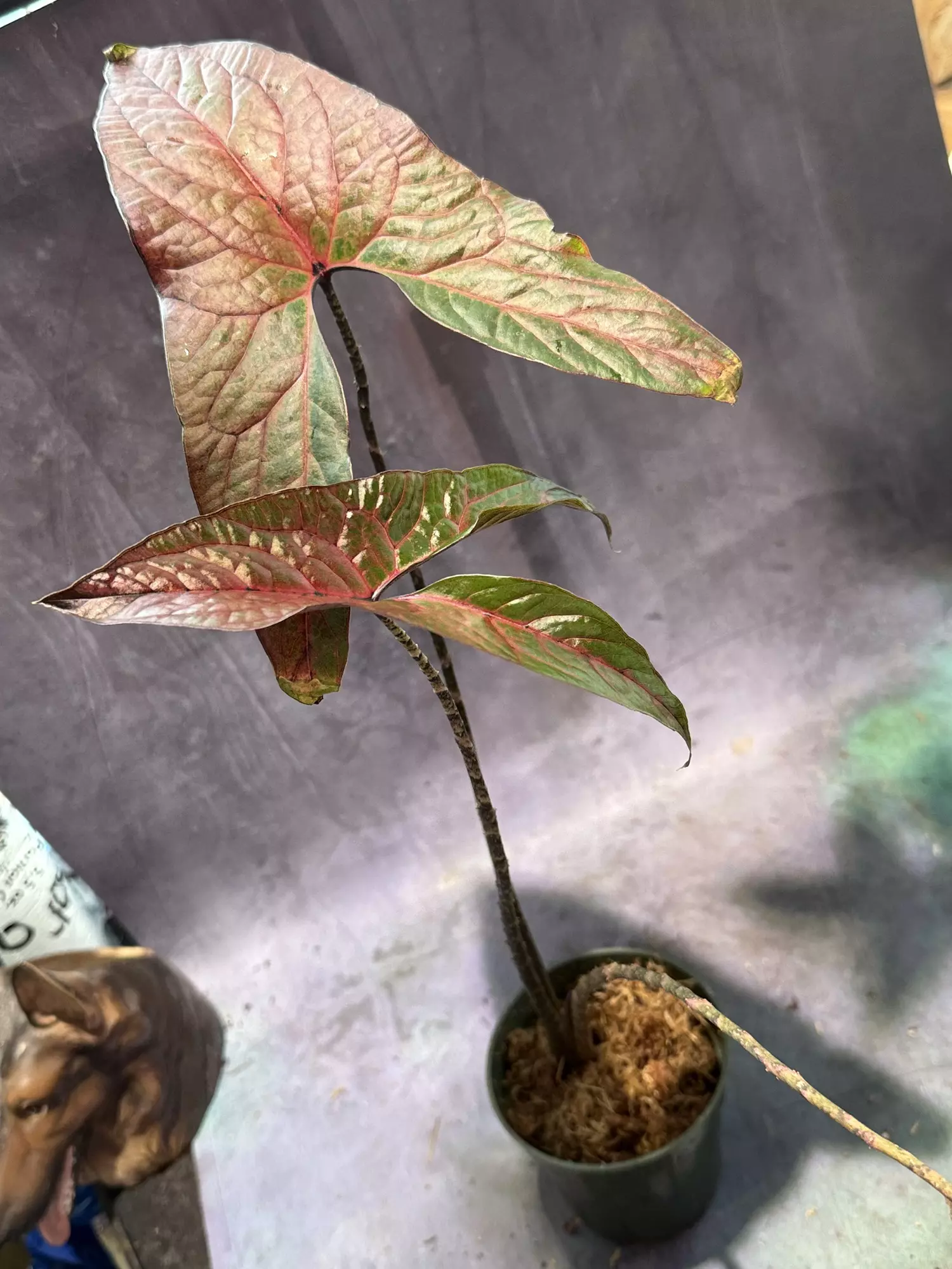 plant/🔥🔥🔥 cyrtosperma johnstonii BIG leaves-1