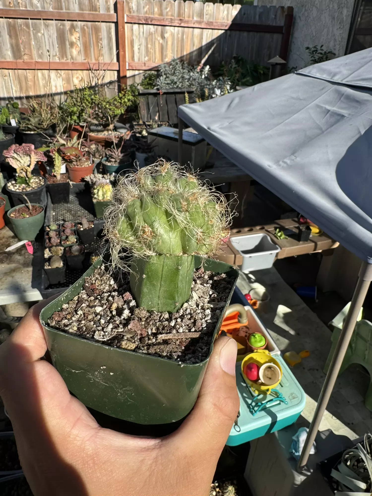 plant/Crested Oreocereus on graft-2