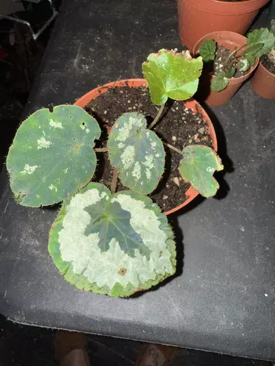 plant/Begonia big green monster -0-thumbnail
