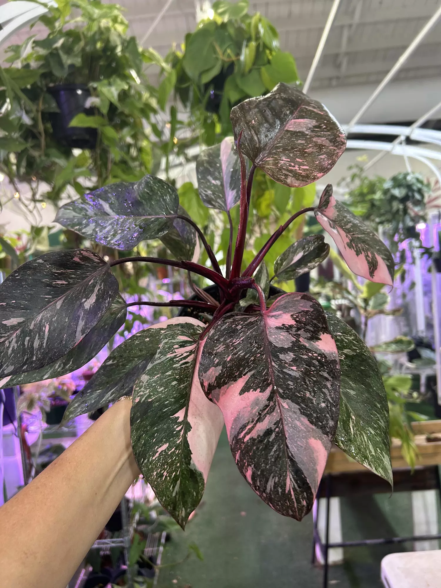 plant/Philodendron ppp marble 6” -0