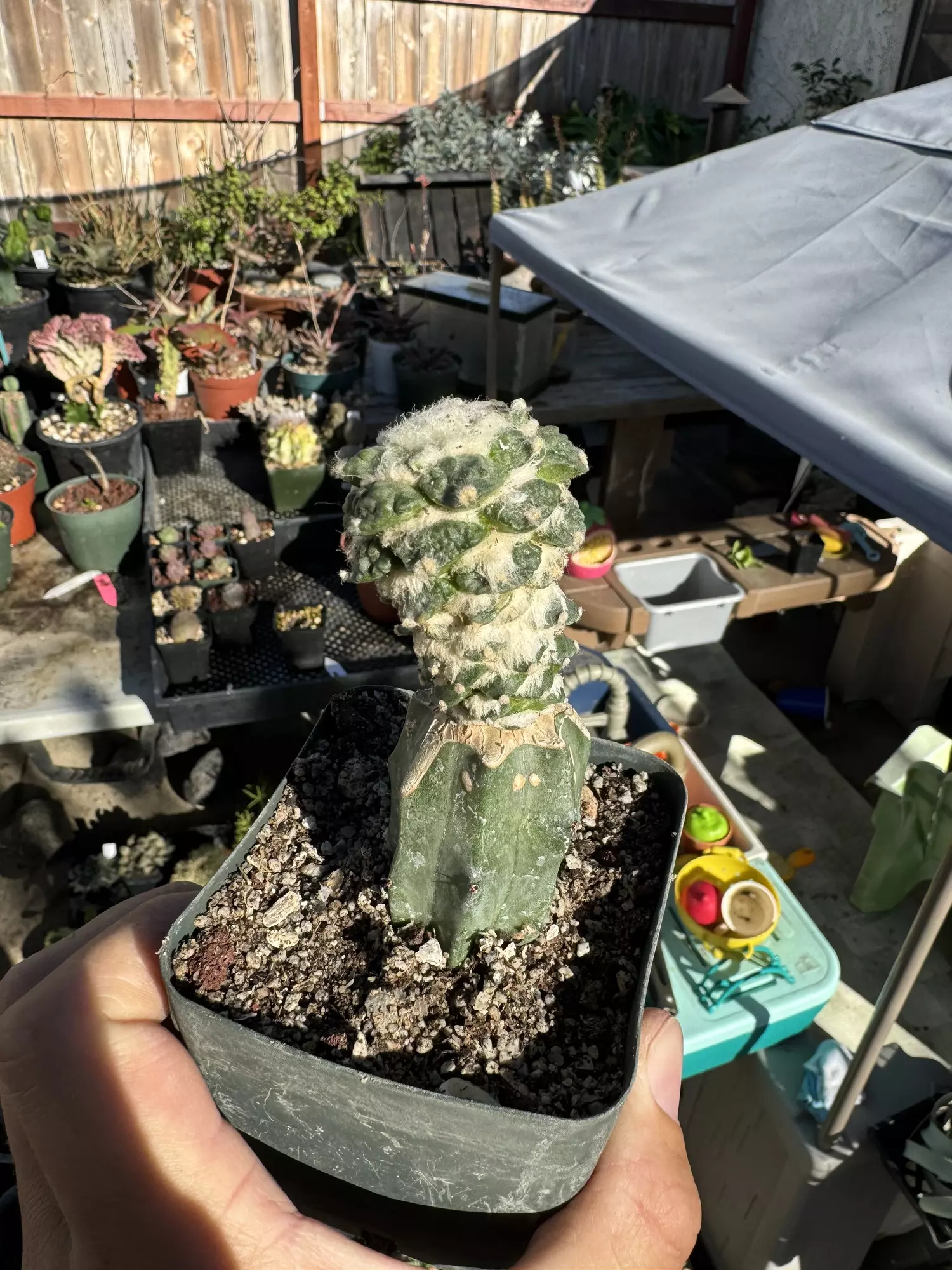 plant/Monstrose Ariocarpus Furfuraceous on graft-1