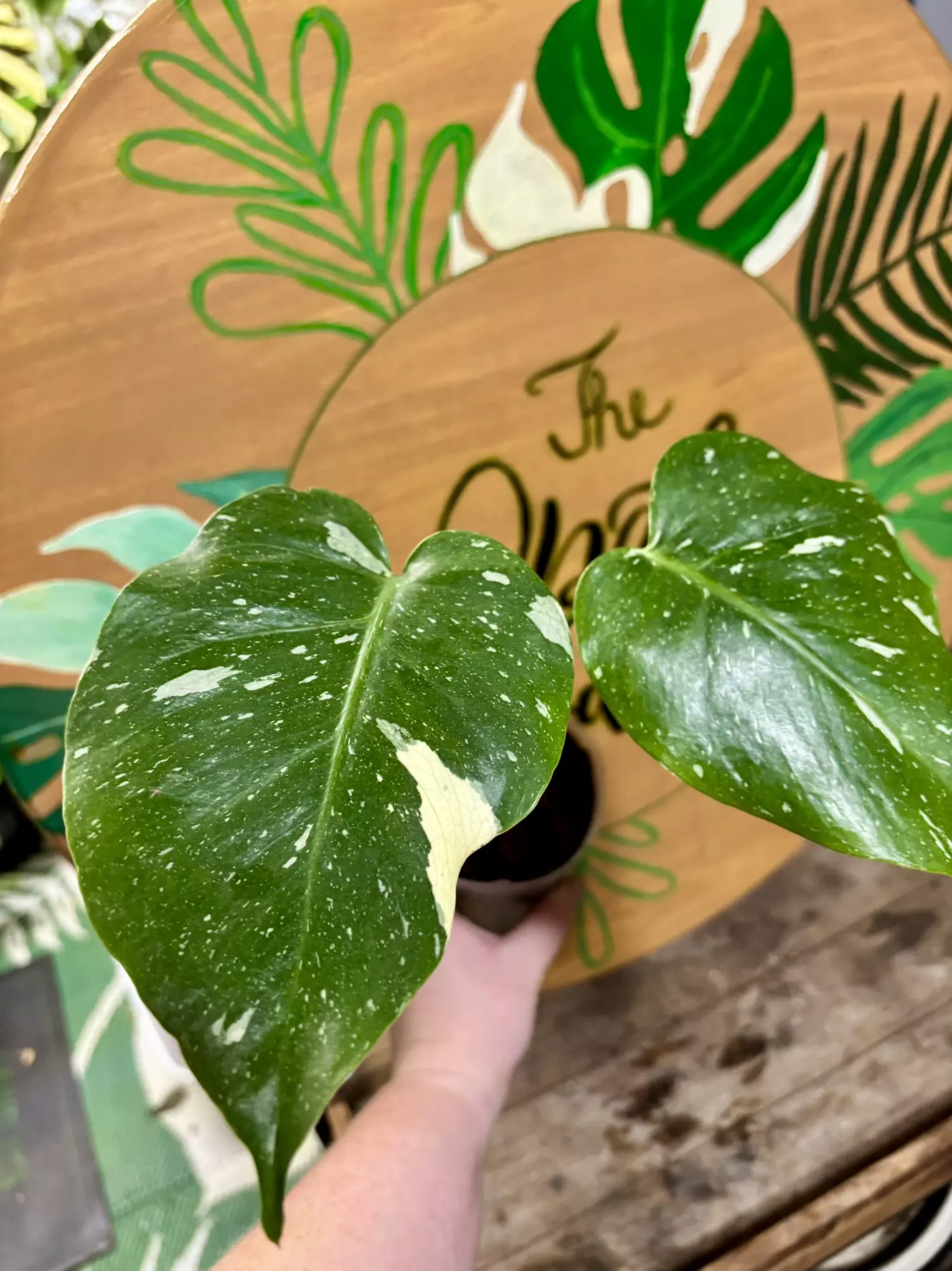plant/Monstera Thai-0