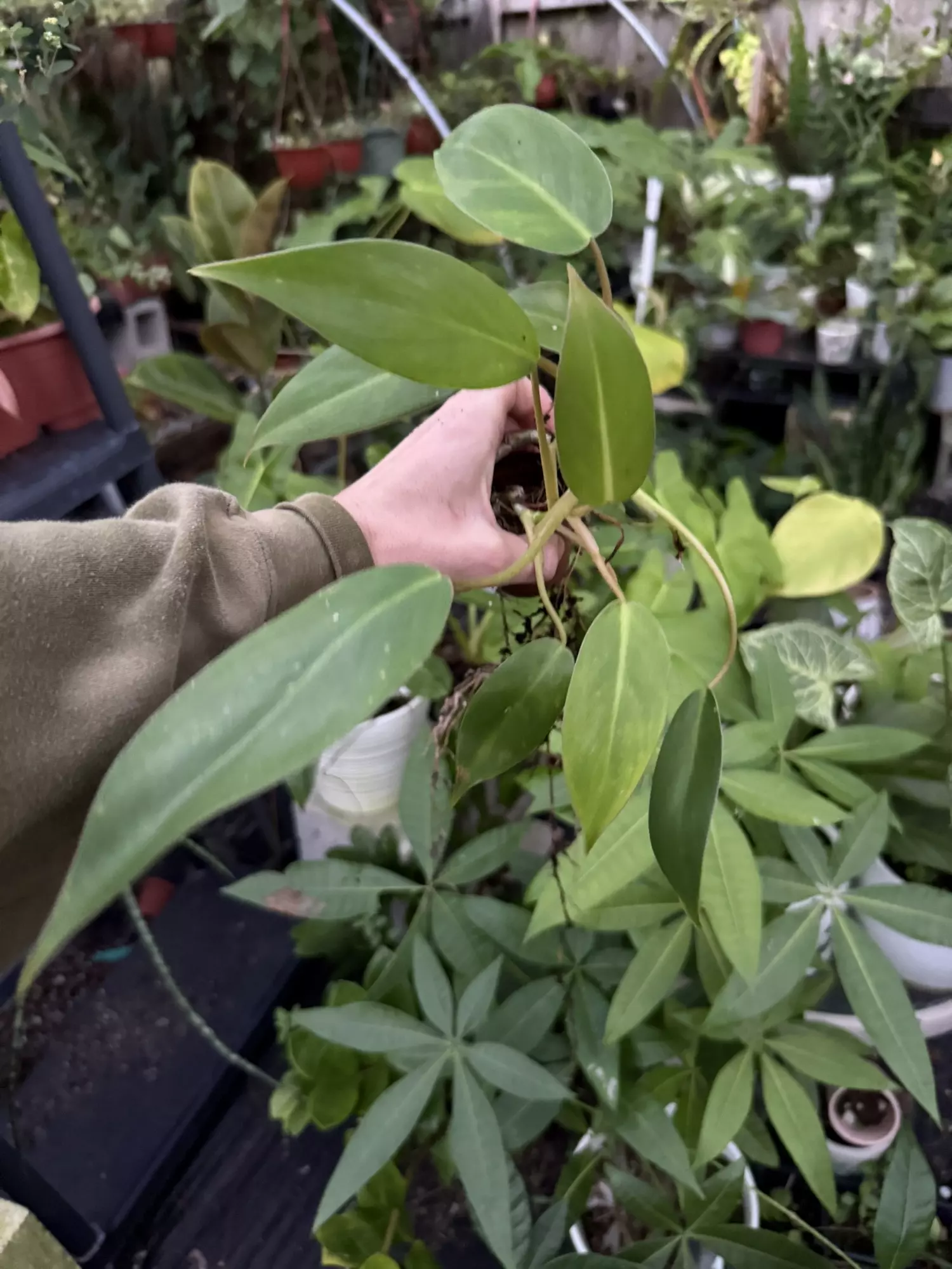 plant/Philo green imperial-0