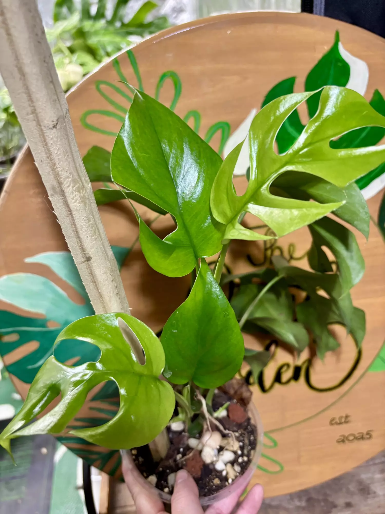 plant/Monstera Ginny-0