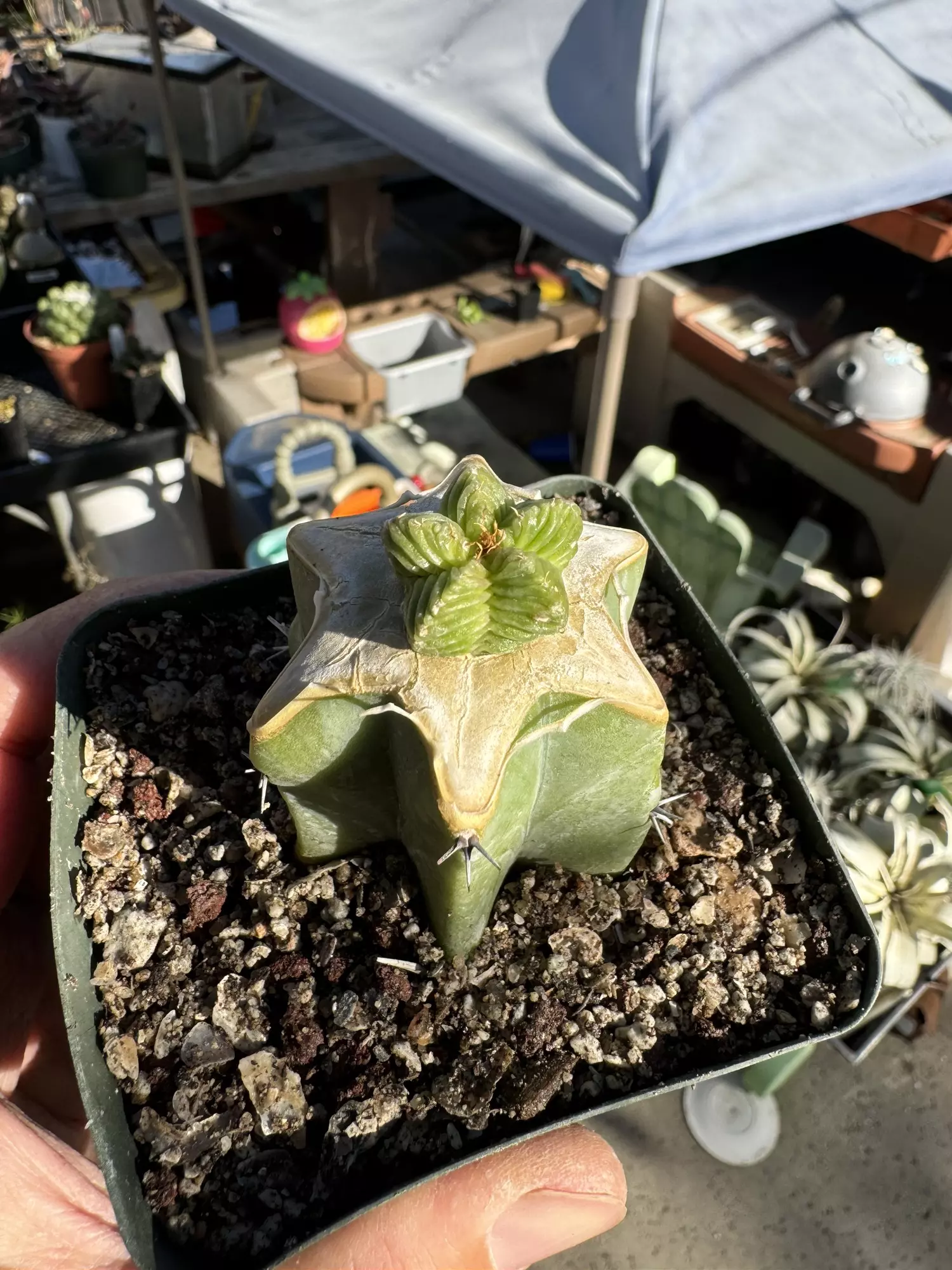 plant/Aztekium Valdezii on graft-0