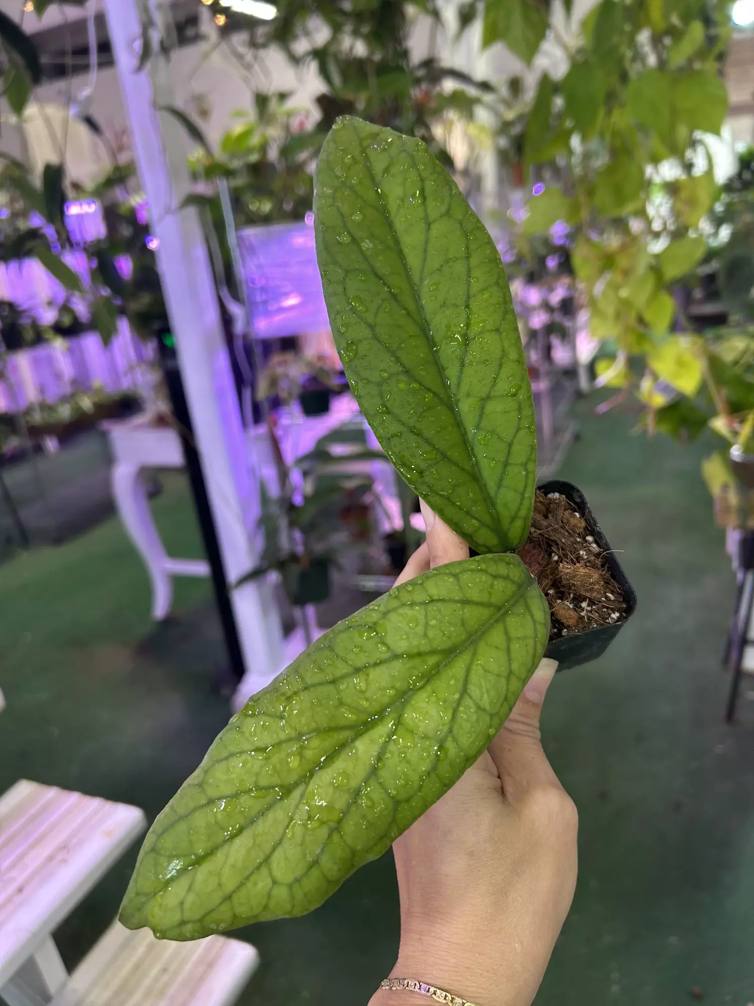 plant/Hoya 3”-0