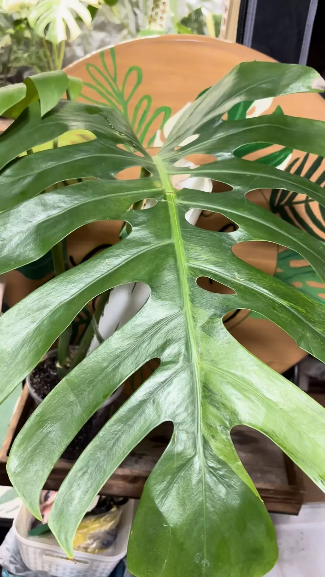 plant/Monstera sport LARGE-1