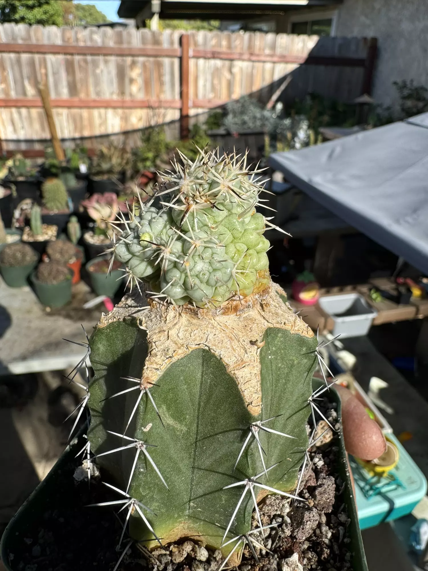 plant/Monstrose Clustering form Mammillaria Schumanii on graft-1