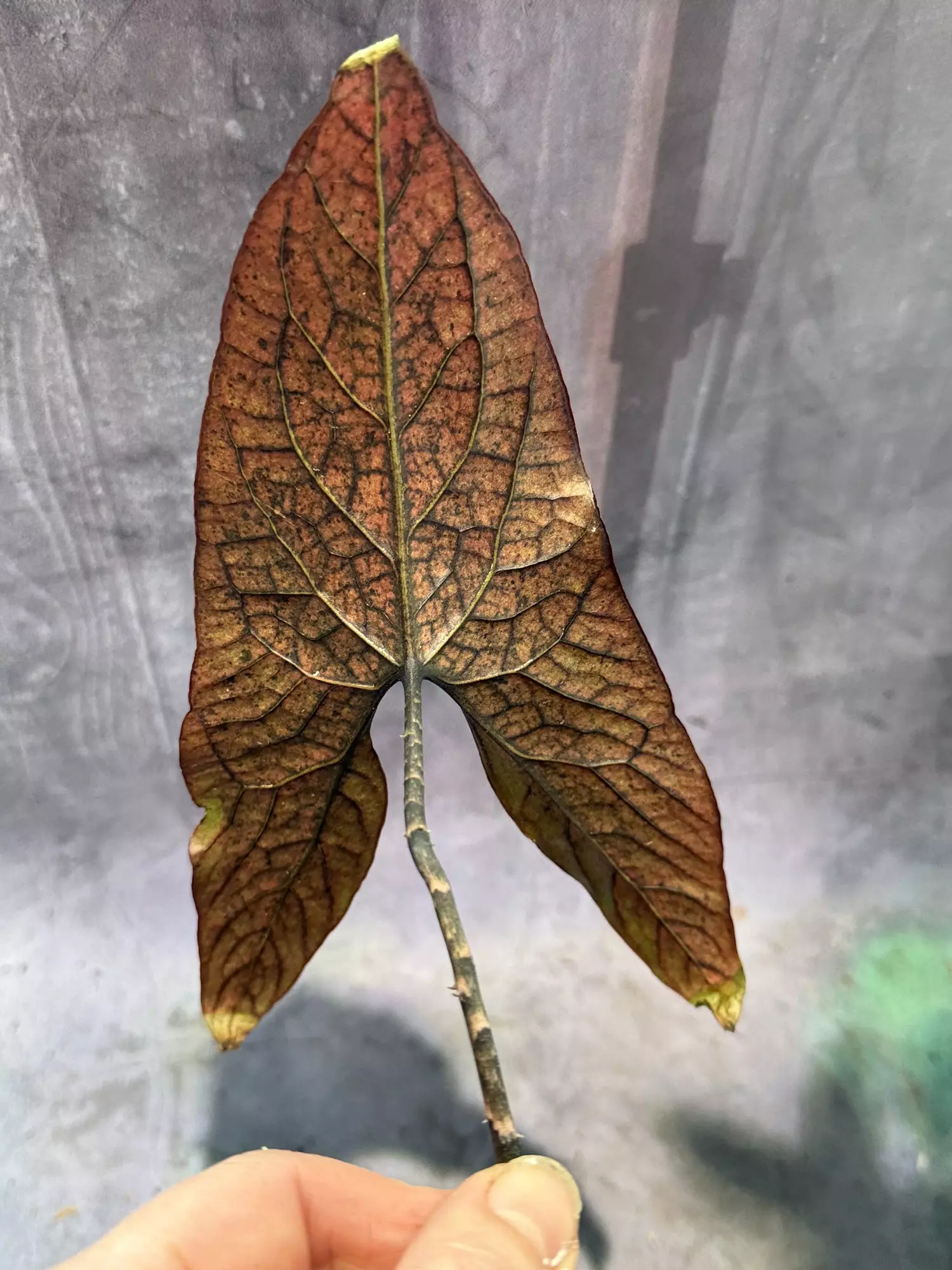 plant/🔥🔥🔥 cyrtosperma johnstonii BIG leaves-3