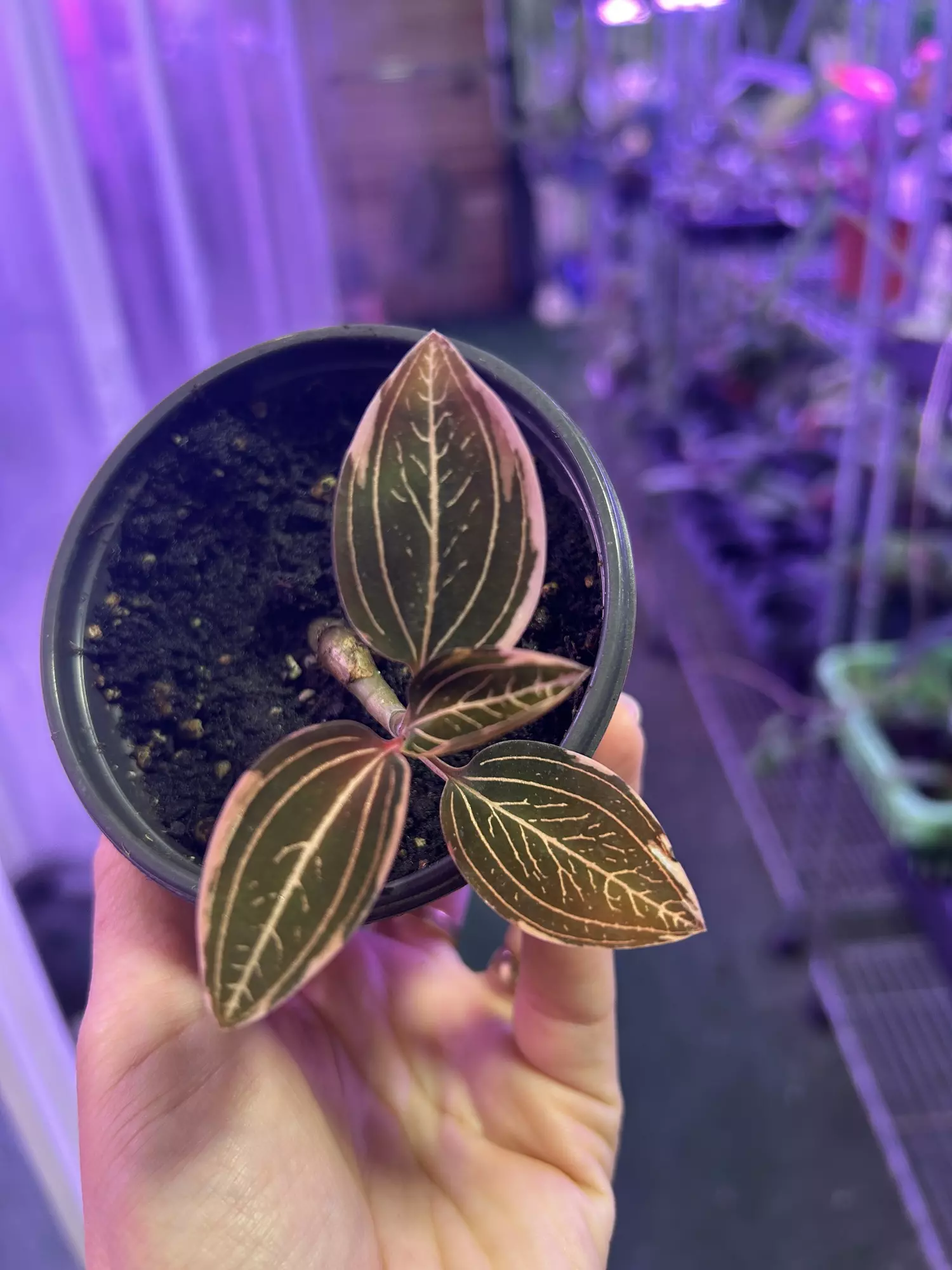 plant/Jewel orchid variegated 4” -0