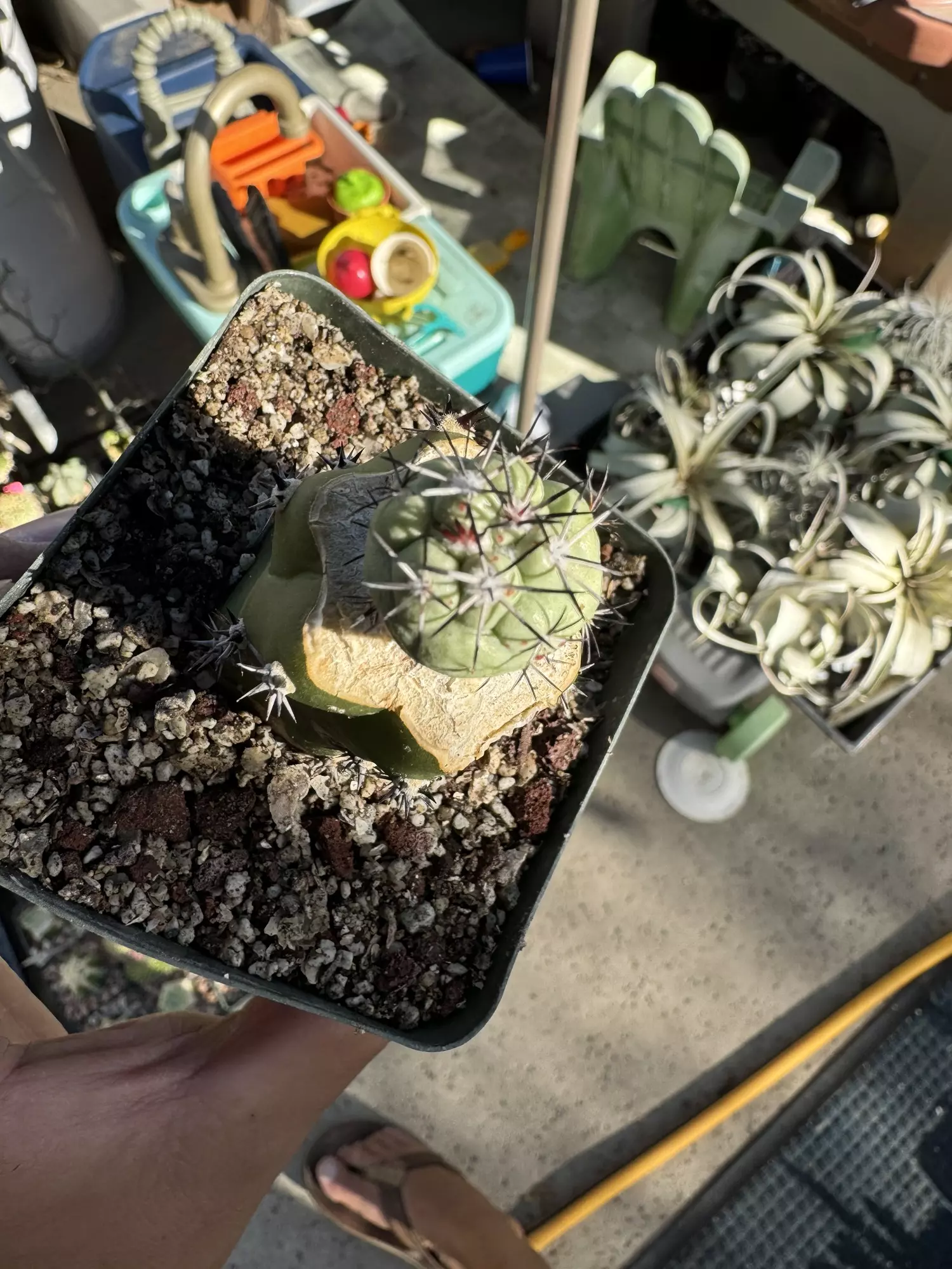 plant/Ortegocactus on Harrisia graft-0