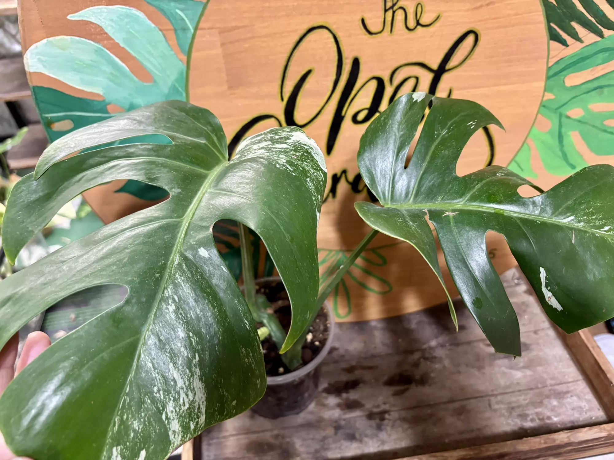 plant/Monstera albo-0